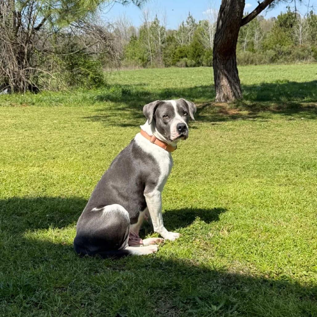 Enlarge Mama, a Adoptable mixed breed in Starkville, MS image 3/6