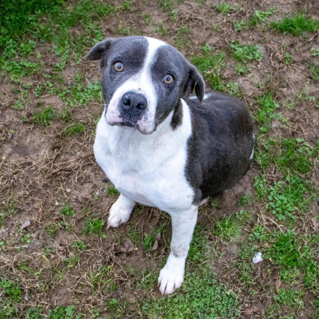 Mama, a Adoptable mixed breed in Starkville, MS image 4/6