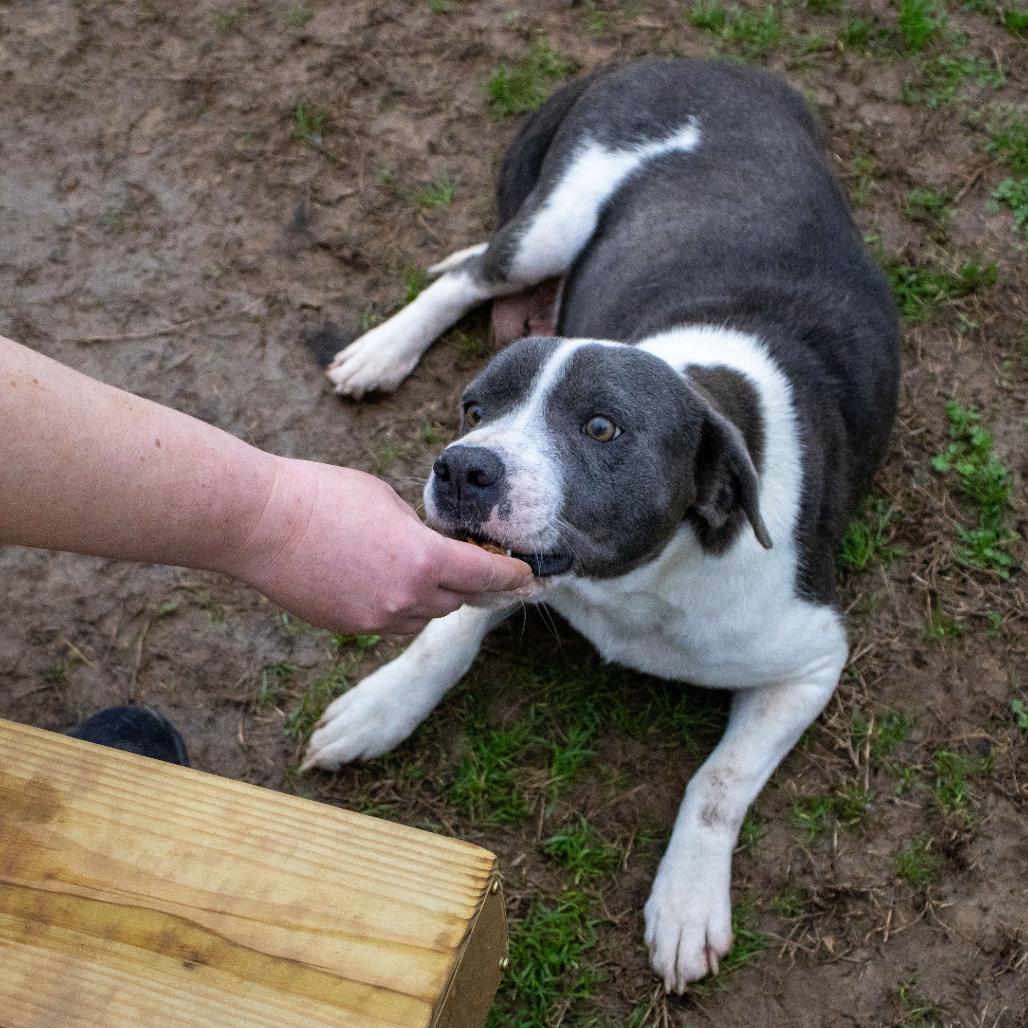 Mama, a Adoptable mixed breed in Starkville, MS image 5/6