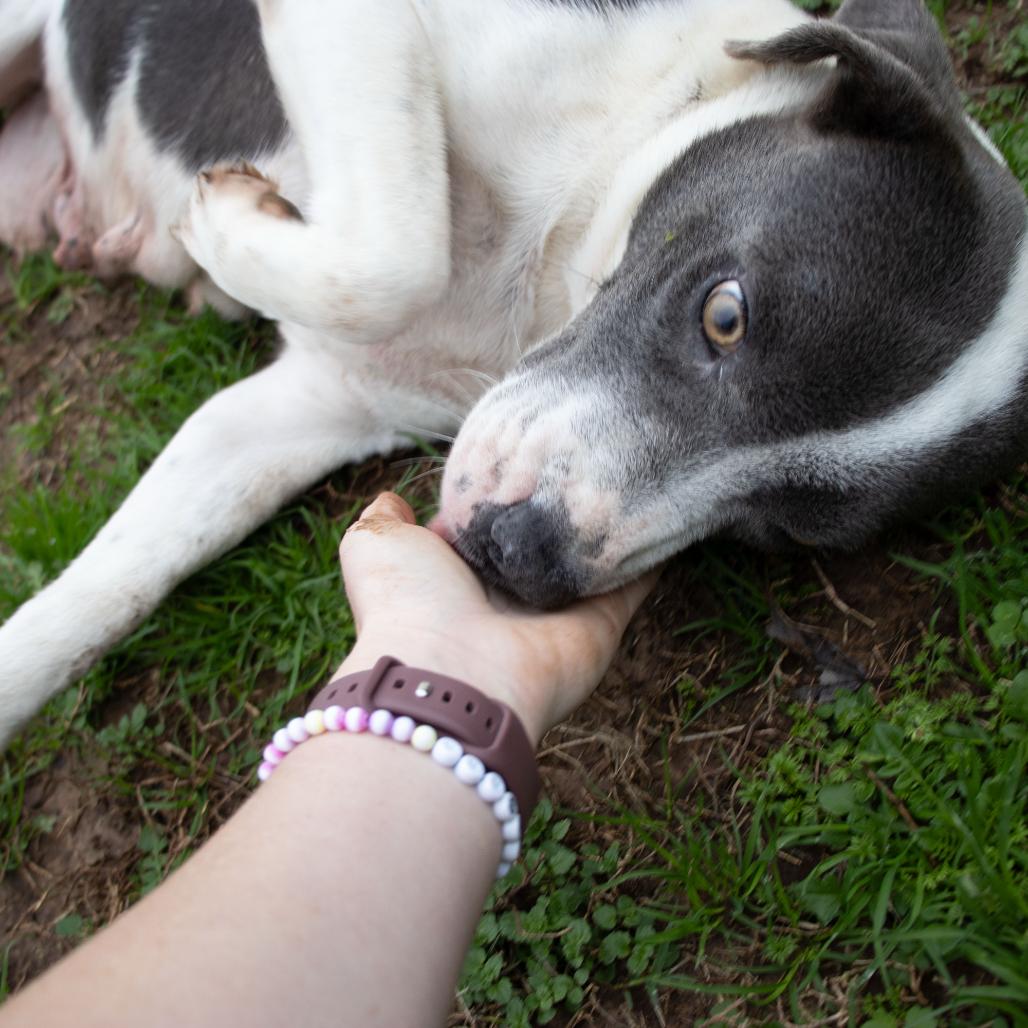 Mama, a Adoptable mixed breed in Starkville, MS image 6/6