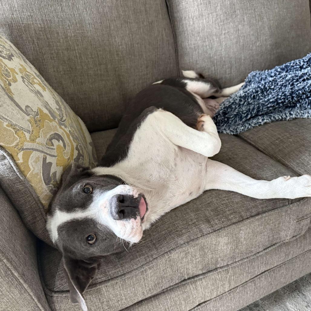 Enlarge Mama, a Adoptable mixed breed in Starkville, MS image 6/6