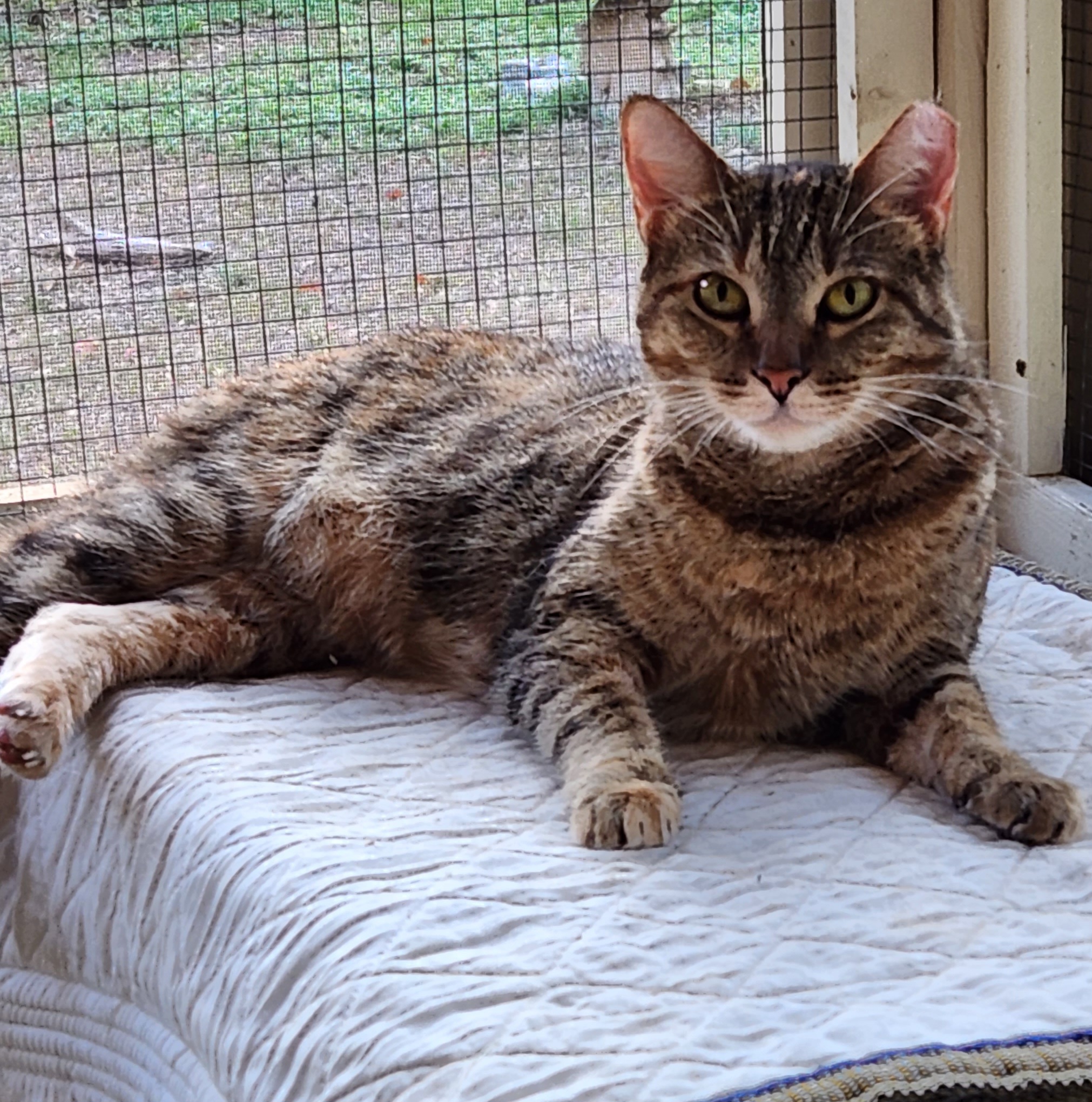 Enlarge Adeline, a Adoptable mixed breed in Magnolia, TX image 6/10