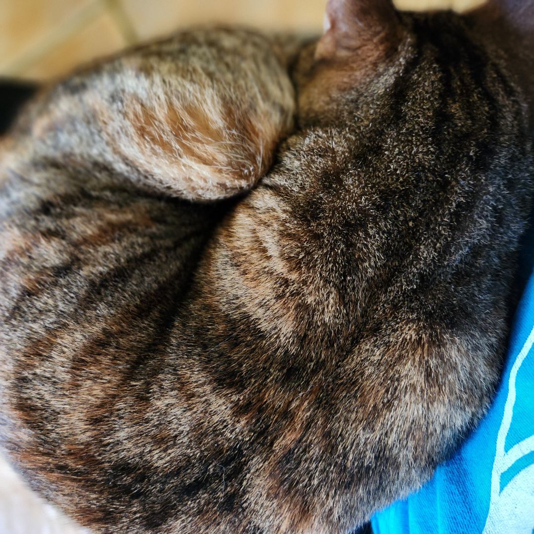 Enlarge Adeline, a Adoptable mixed breed in Magnolia, TX image 7/10