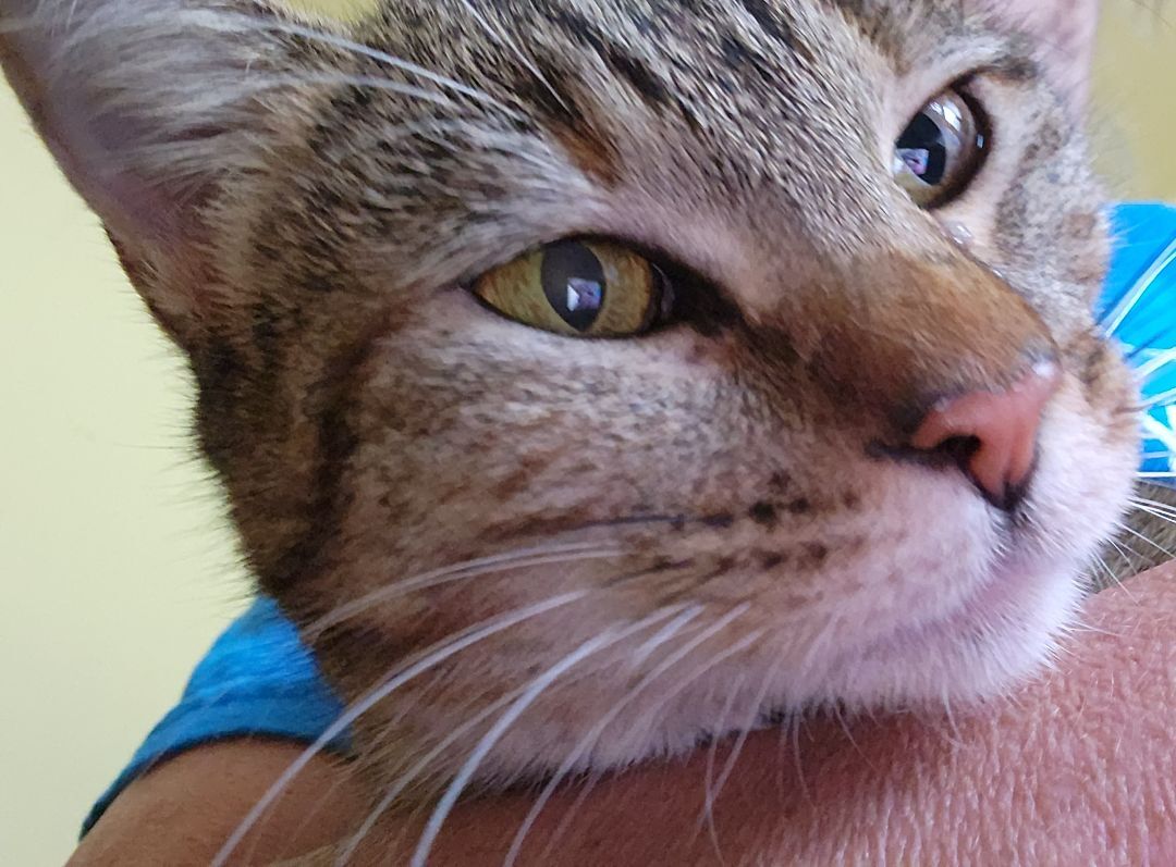 Enlarge Adeline, a Adoptable mixed breed in Magnolia, TX image 8/10