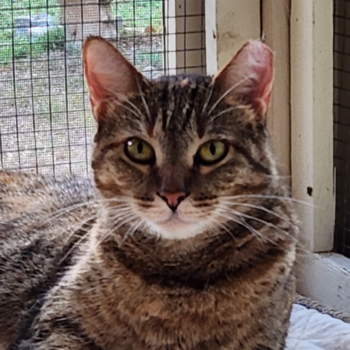 Adeline, Adoptable, Adult Female Tabby & American Shorthair.