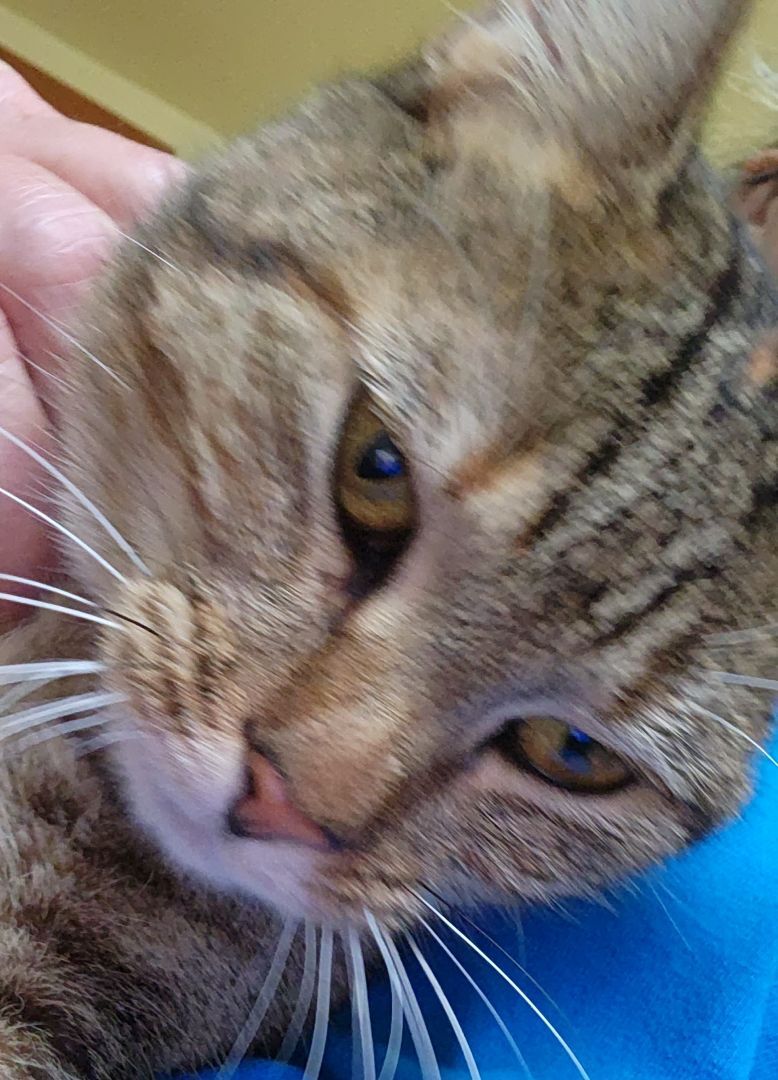 Enlarge Adeline, a Adoptable mixed breed in Magnolia, TX image 9/10