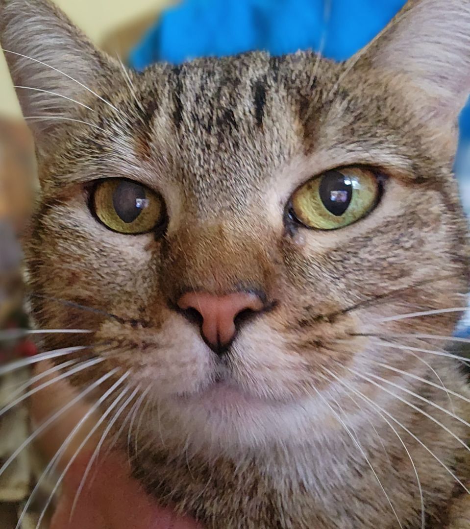 Enlarge Adeline, a Adoptable mixed breed in Magnolia, TX image 10/10