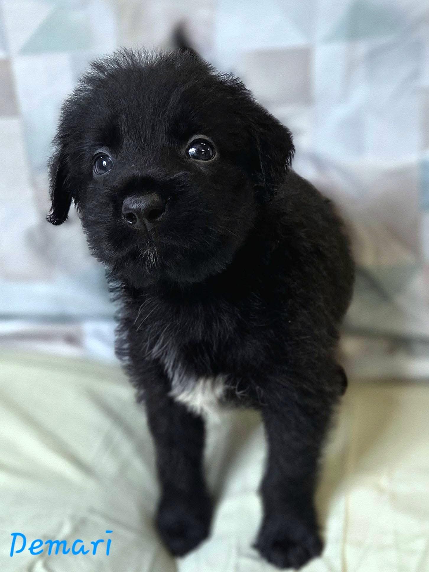 Enlarge Demari - Perfect Match Litter, a Adoptable mixed breed in Mendham, NJ image 1/1