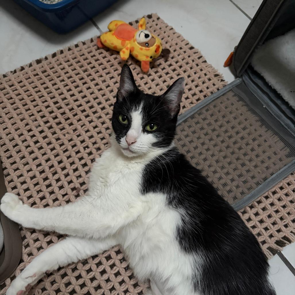 Enlarge Cha Cha, a Adoptable Domestic Short Hair in New York, NY image 1/6