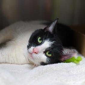 Enlarge Cha Cha, a Adoptable Domestic Short Hair in New York, NY image 2/6