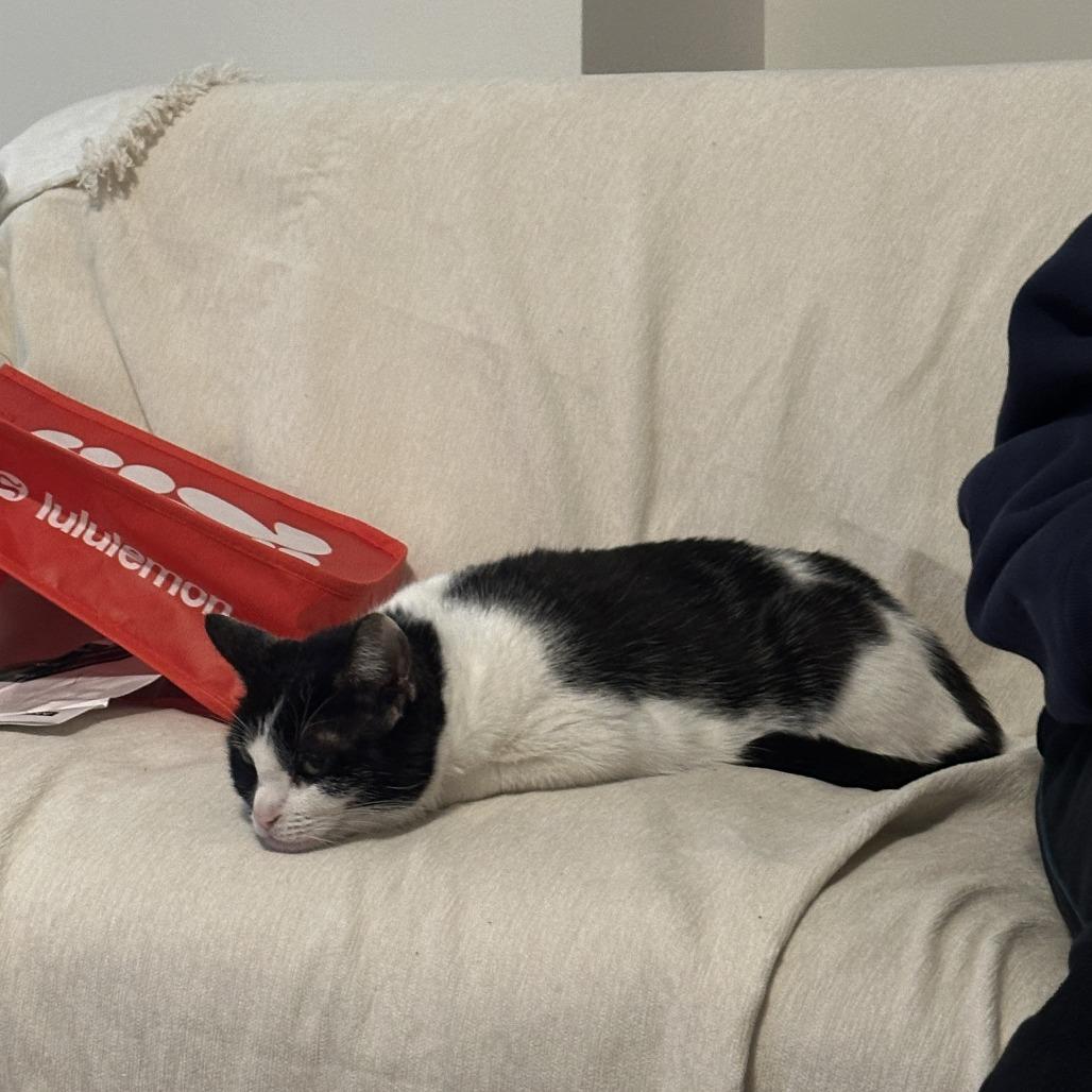 Enlarge Cha Cha, a Adoptable Domestic Short Hair in New York, NY image 3/6