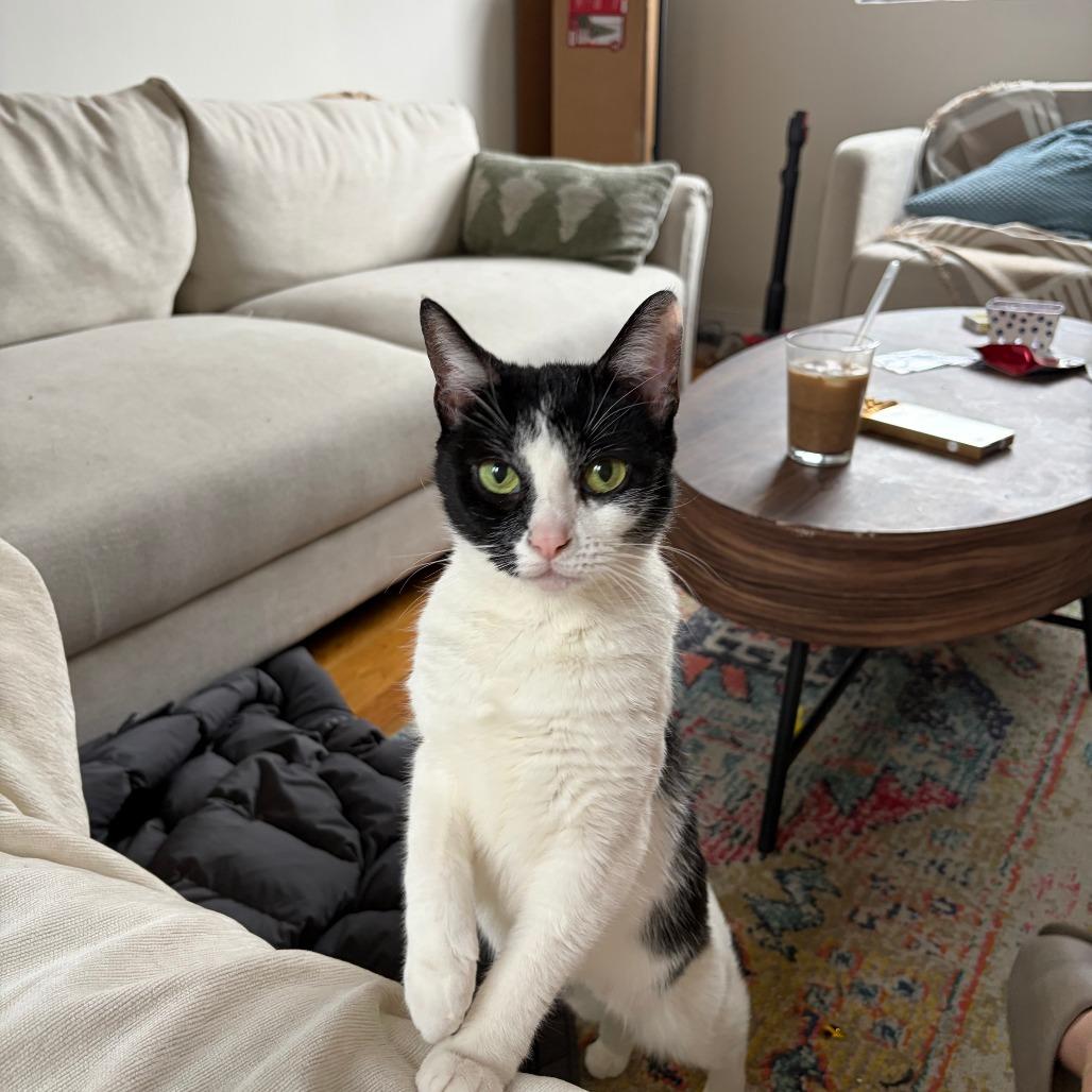 Enlarge Cha Cha, a Adoptable Domestic Short Hair in New York, NY image 4/6