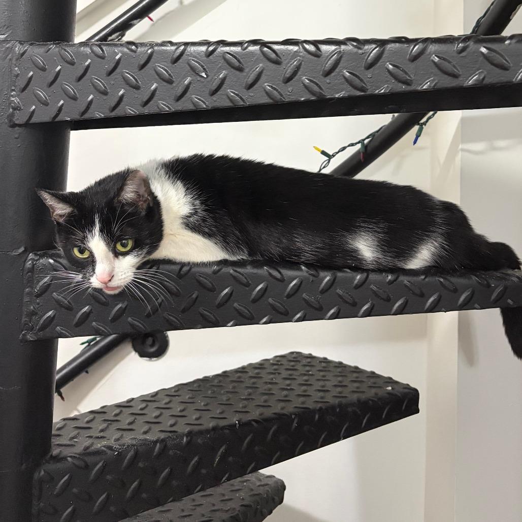 Enlarge Cha Cha, a Adoptable Domestic Short Hair in New York, NY image 5/6