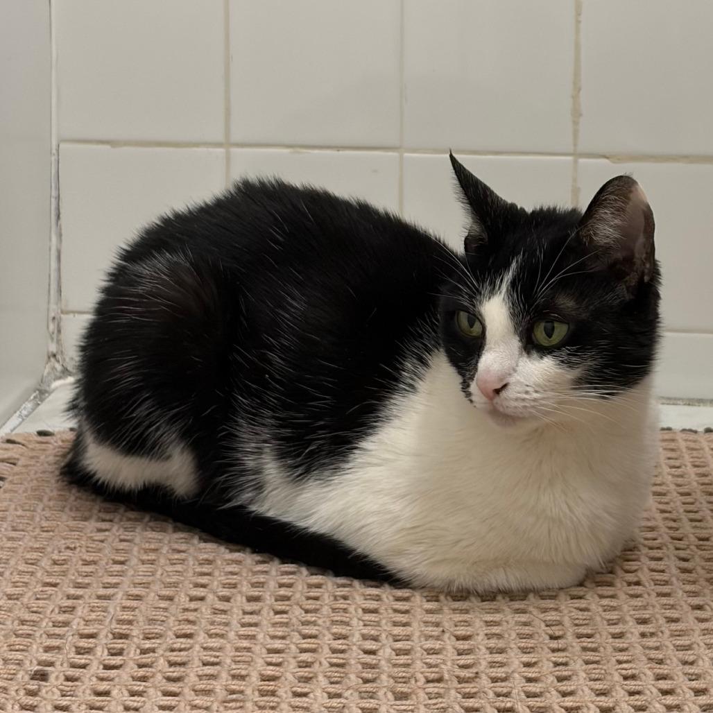 Enlarge Cha Cha, a Adoptable Domestic Short Hair in New York, NY image 6/6