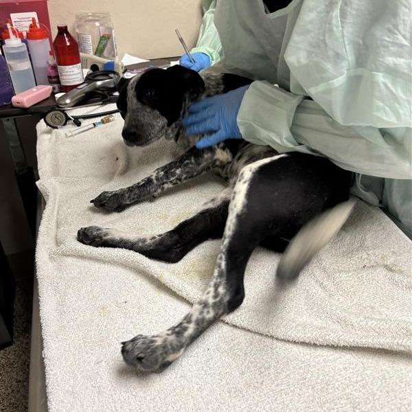 Anna, Adoptable, Puppy Female Australian Cattle Dog / Blue Heeler.