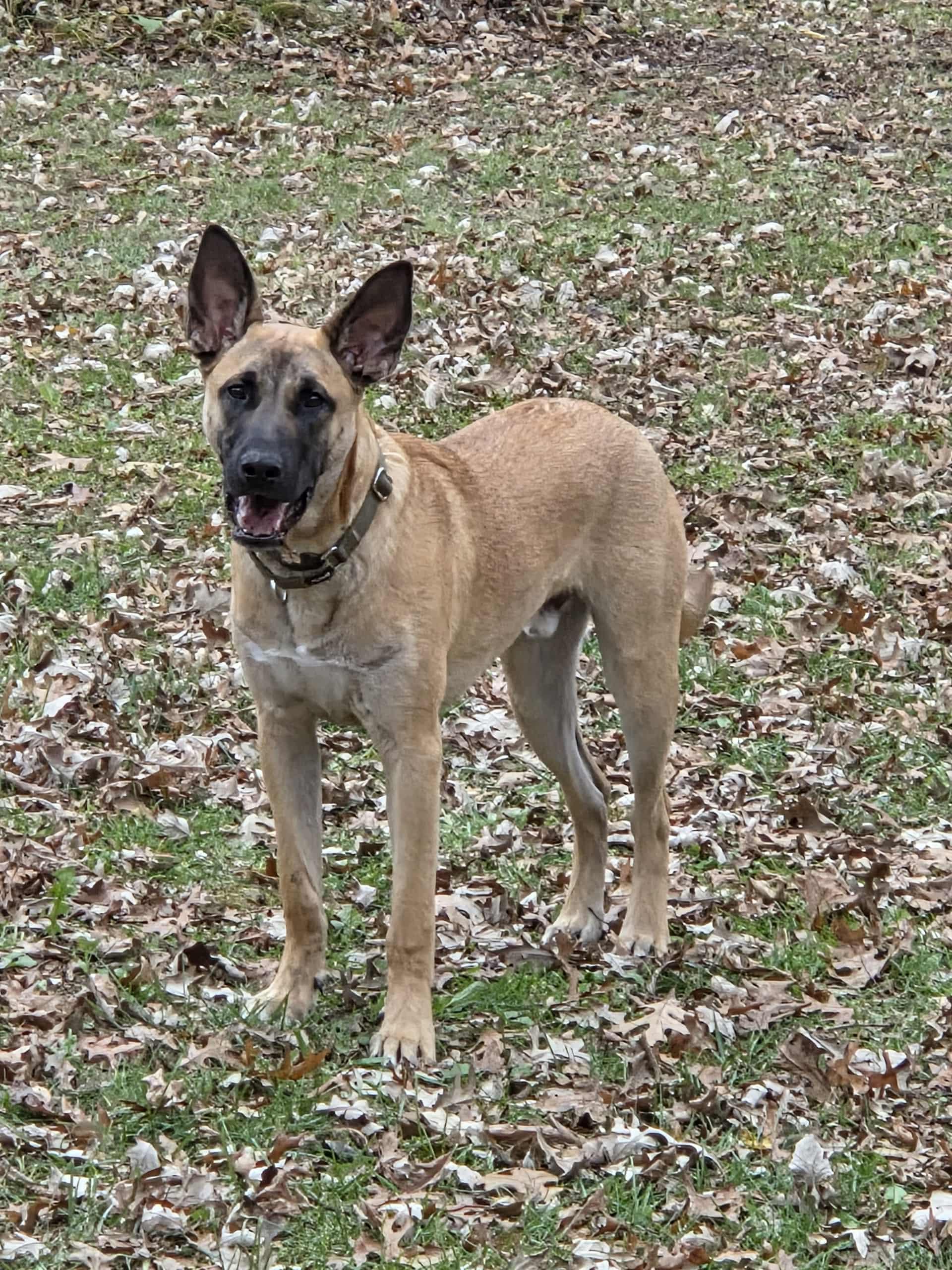 Emmett-I25055, a Adoptable mixed breed in Anoka, MN image 1/4