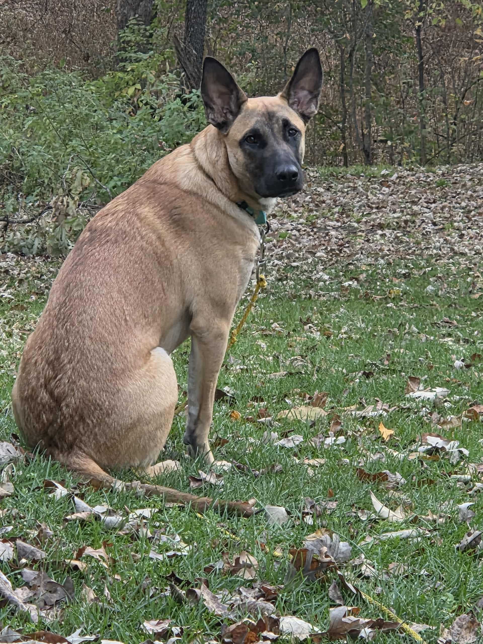 Emmett-I25055, a Adoptable mixed breed in Anoka, MN image 4/4