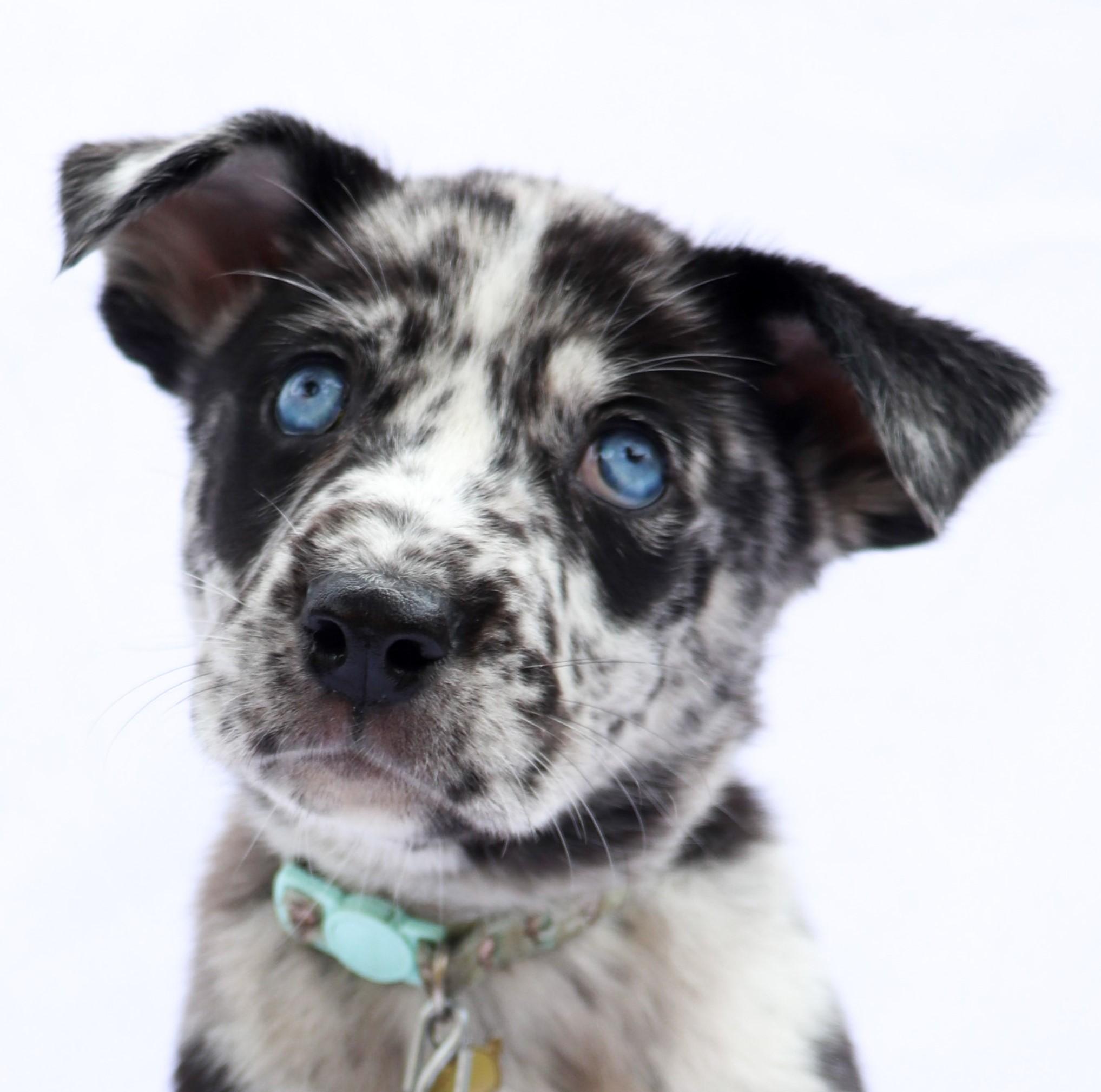 Jolene, Adopted, Puppy Female Australian Shepherd & Husky.