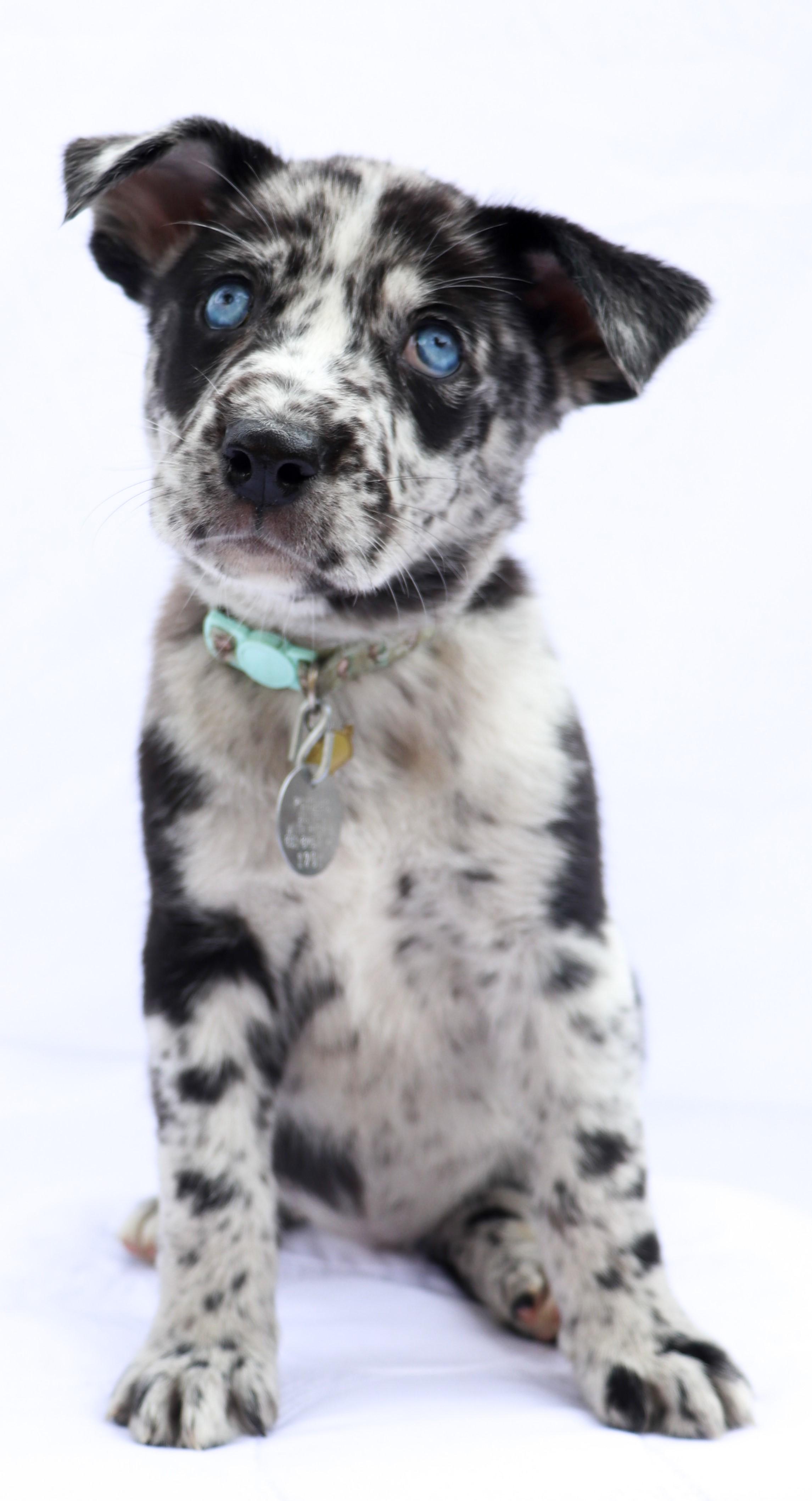 Enlarge Jolene, a Adopted mixed breed in Saint Paul, MN image 4/5