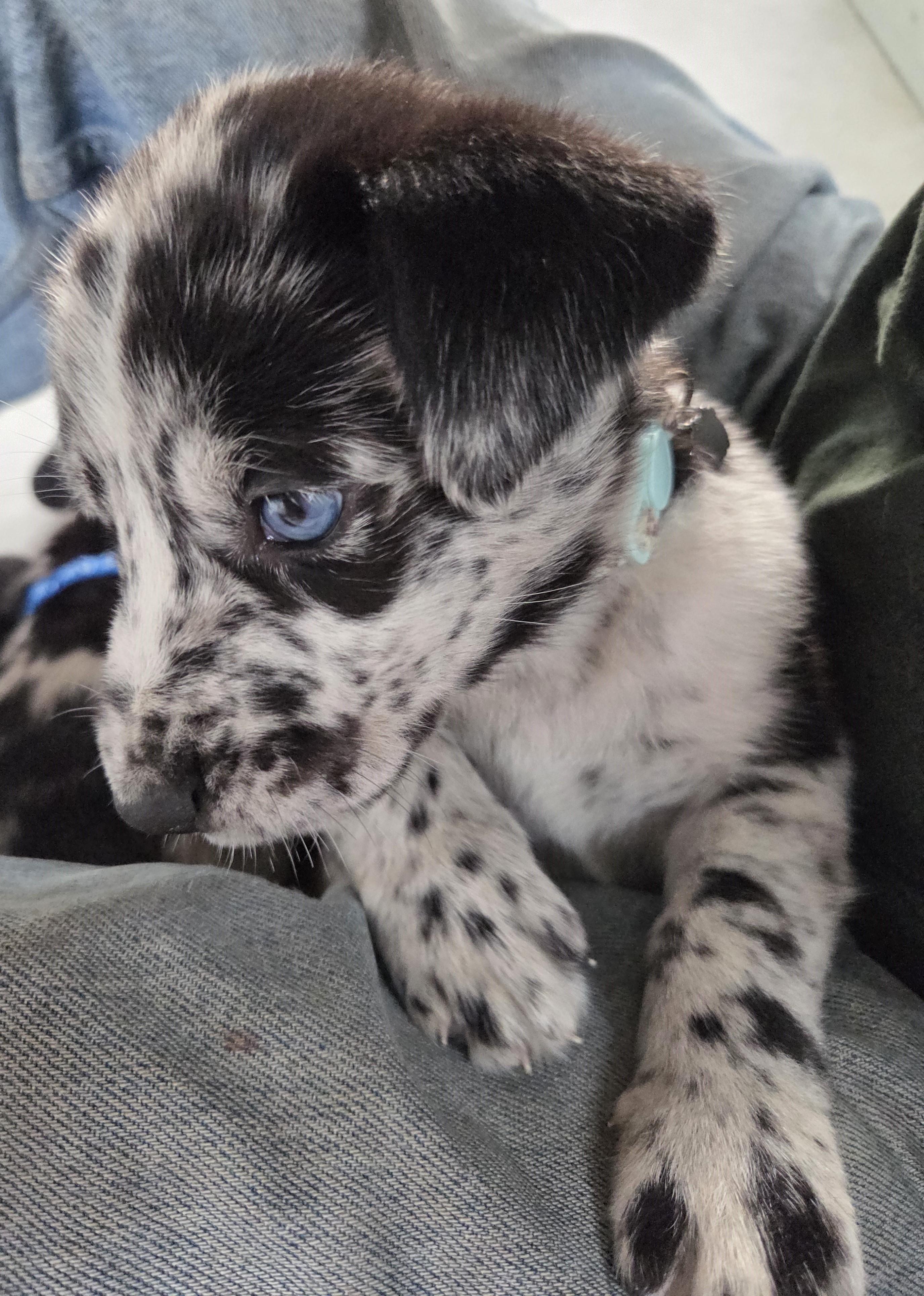 Enlarge Jolene, a Adopted mixed breed in Saint Paul, MN image 2/5
