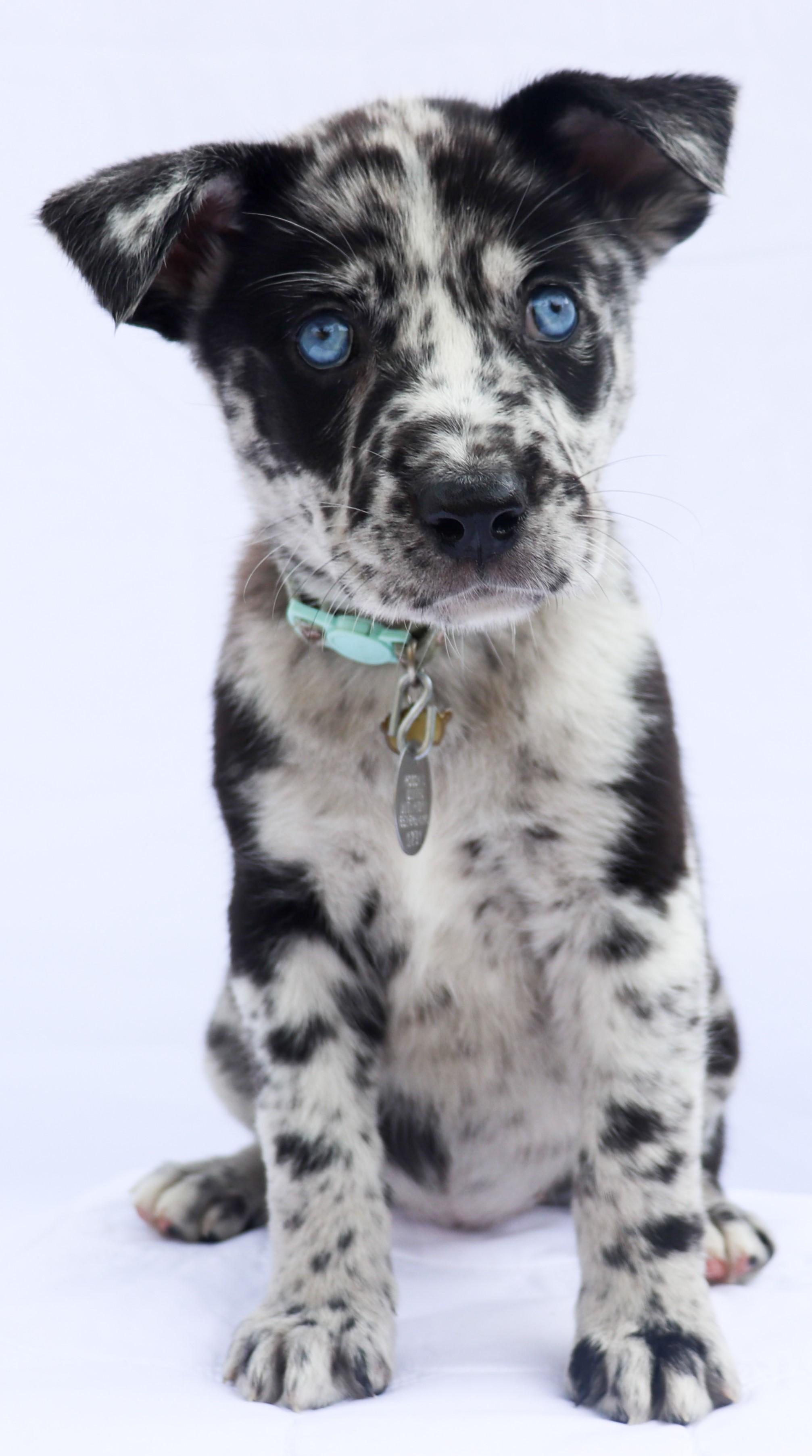 Enlarge Jolene, a Adopted mixed breed in Saint Paul, MN image 3/5