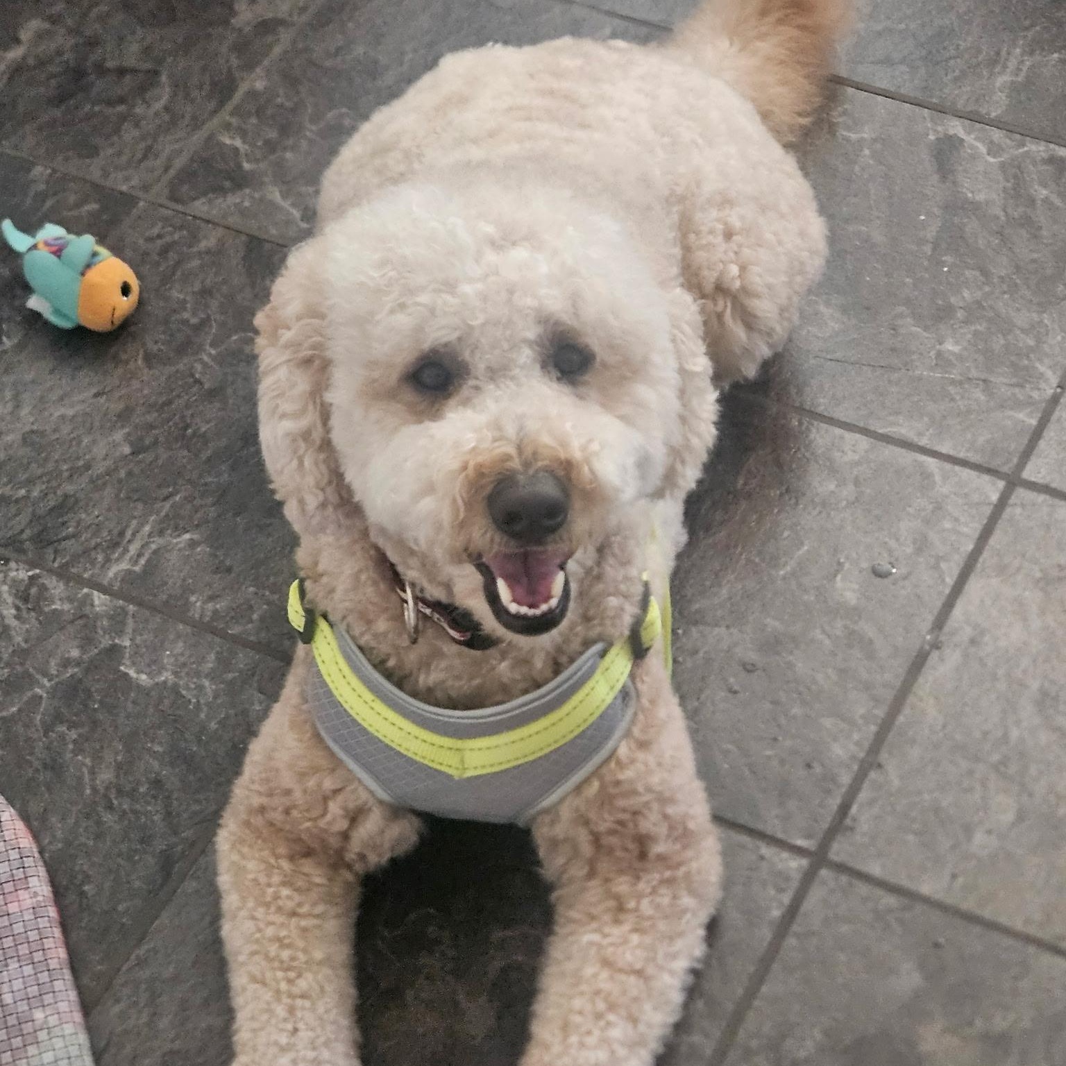 Duke, an adoptable Goldendoodle, Miniature Poodle in Mount Prospect, IL, 60056 | Photo Image 4