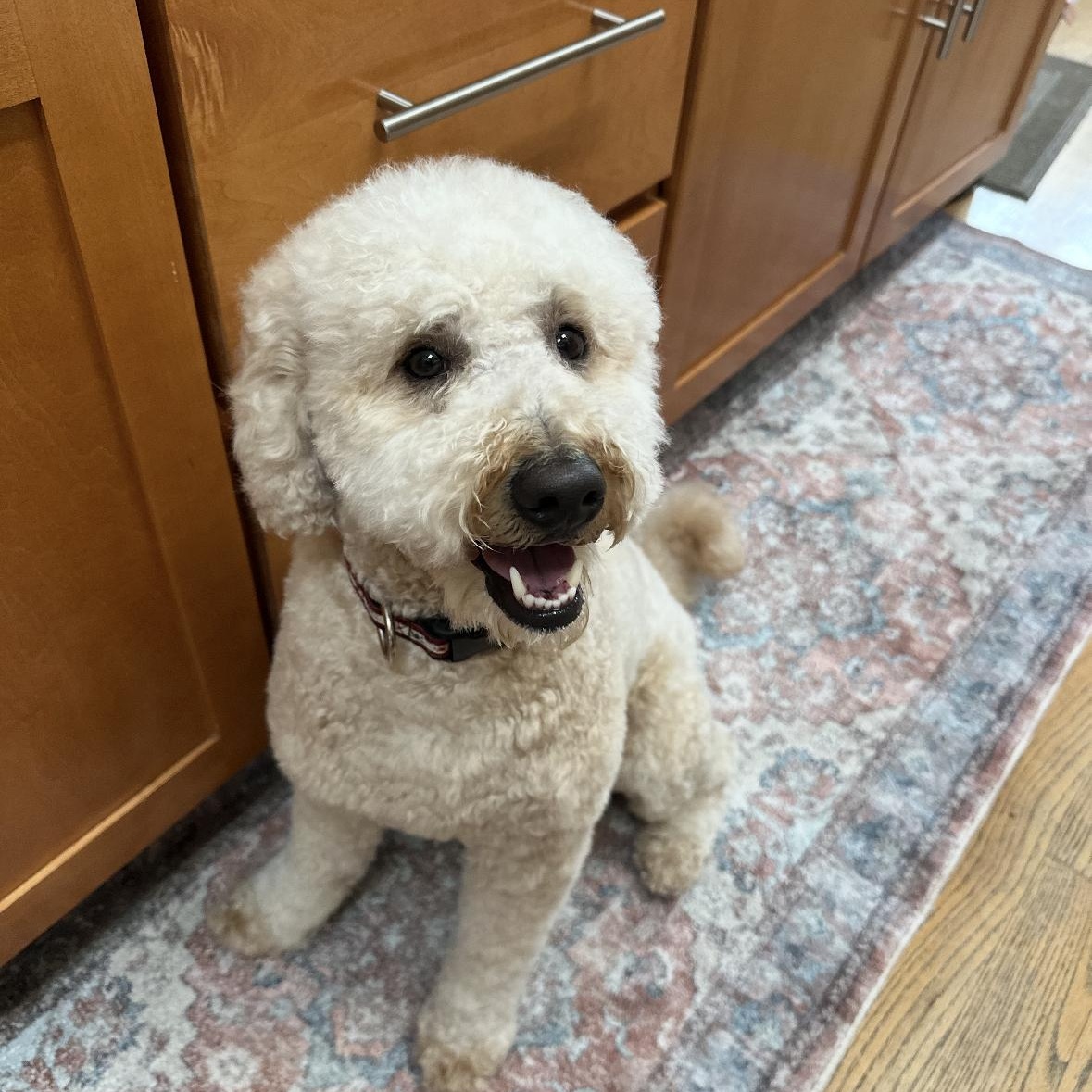 Duke, an adoptable Goldendoodle, Miniature Poodle in Mount Prospect, IL, 60056 | Photo Image 2