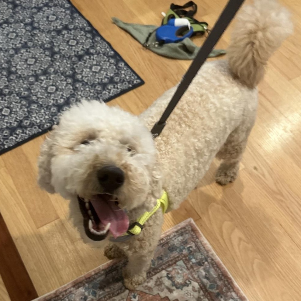 Duke, an adoptable Goldendoodle, Miniature Poodle in Mount Prospect, IL, 60056 | Photo Image 1