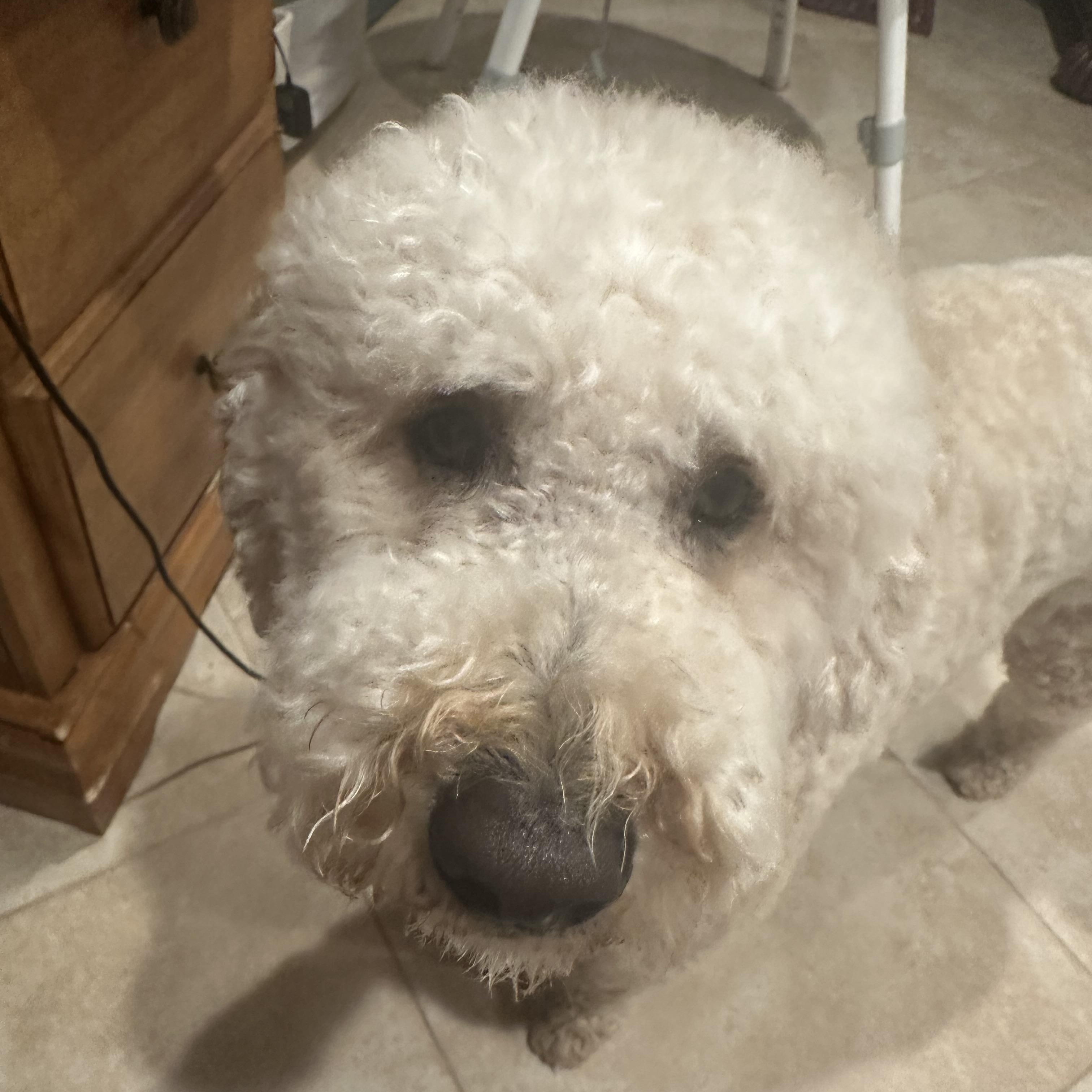 Duke, an adoptable Goldendoodle, Miniature Poodle in Mount Prospect, IL, 60056 | Photo Image 5