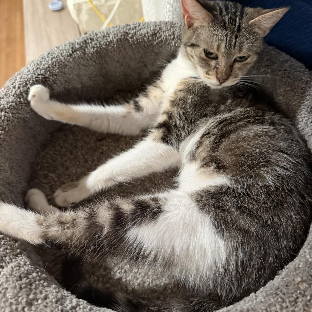 Enlarge Serena, a Adoptable Domestic Short Hair in Brea, CA image 1/3