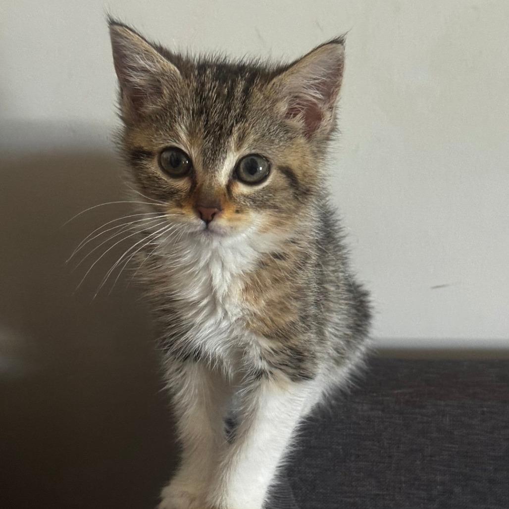 Enlarge Serena, a Adoptable Domestic Short Hair in Brea, CA image 2/3