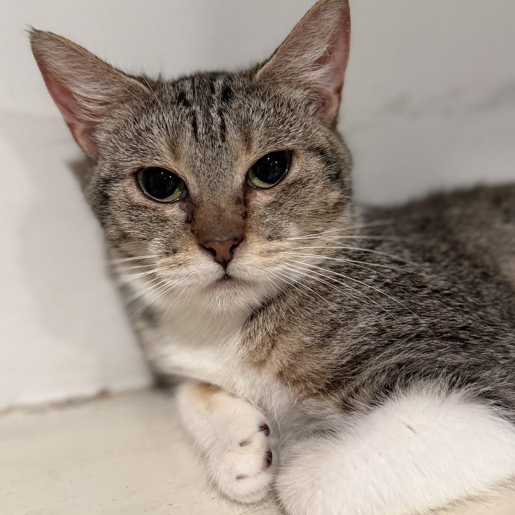 Enlarge Serena, a Adoptable Domestic Short Hair in Brea, CA image 3/3