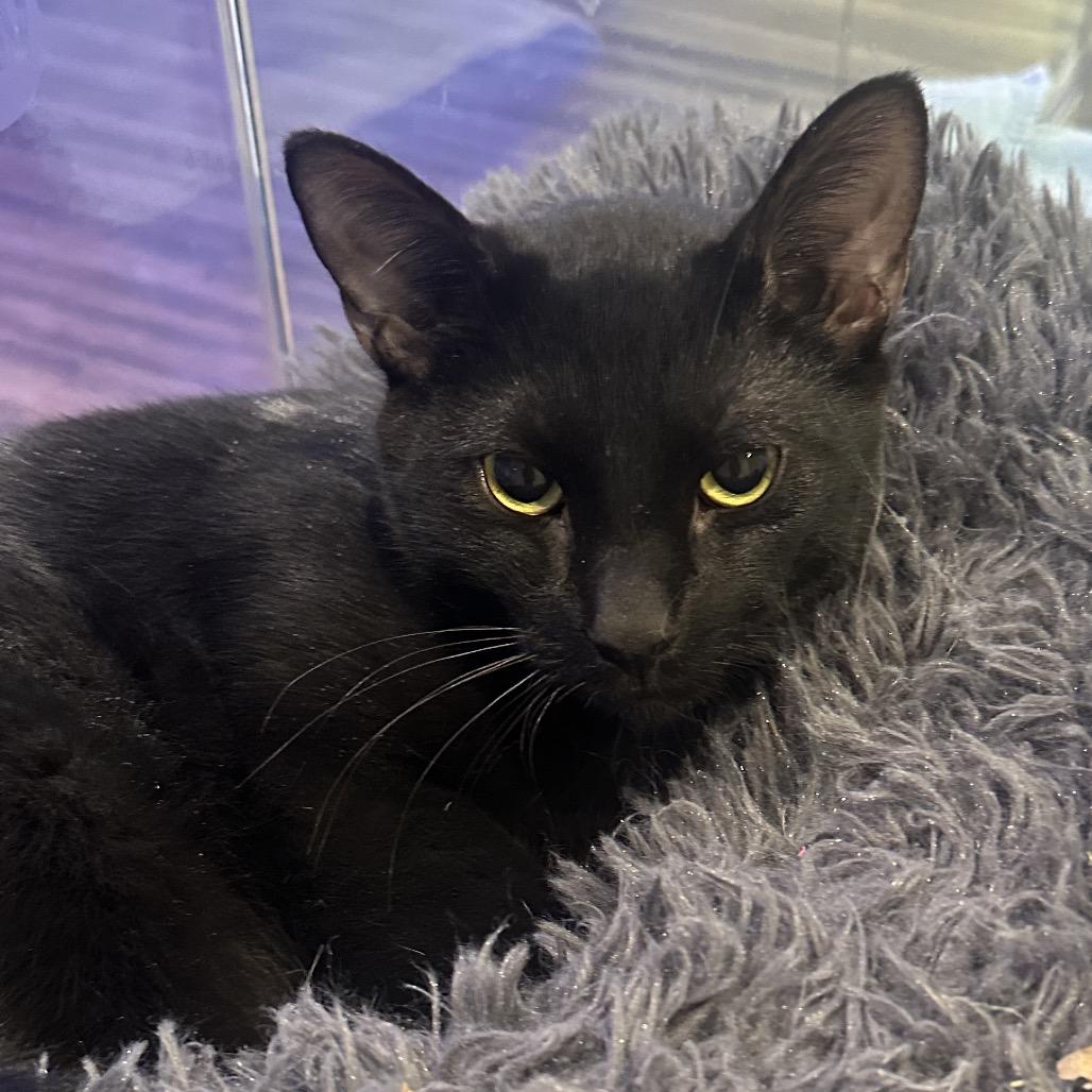 Jupiter, Adoptable, Young Male Domestic Short Hair.