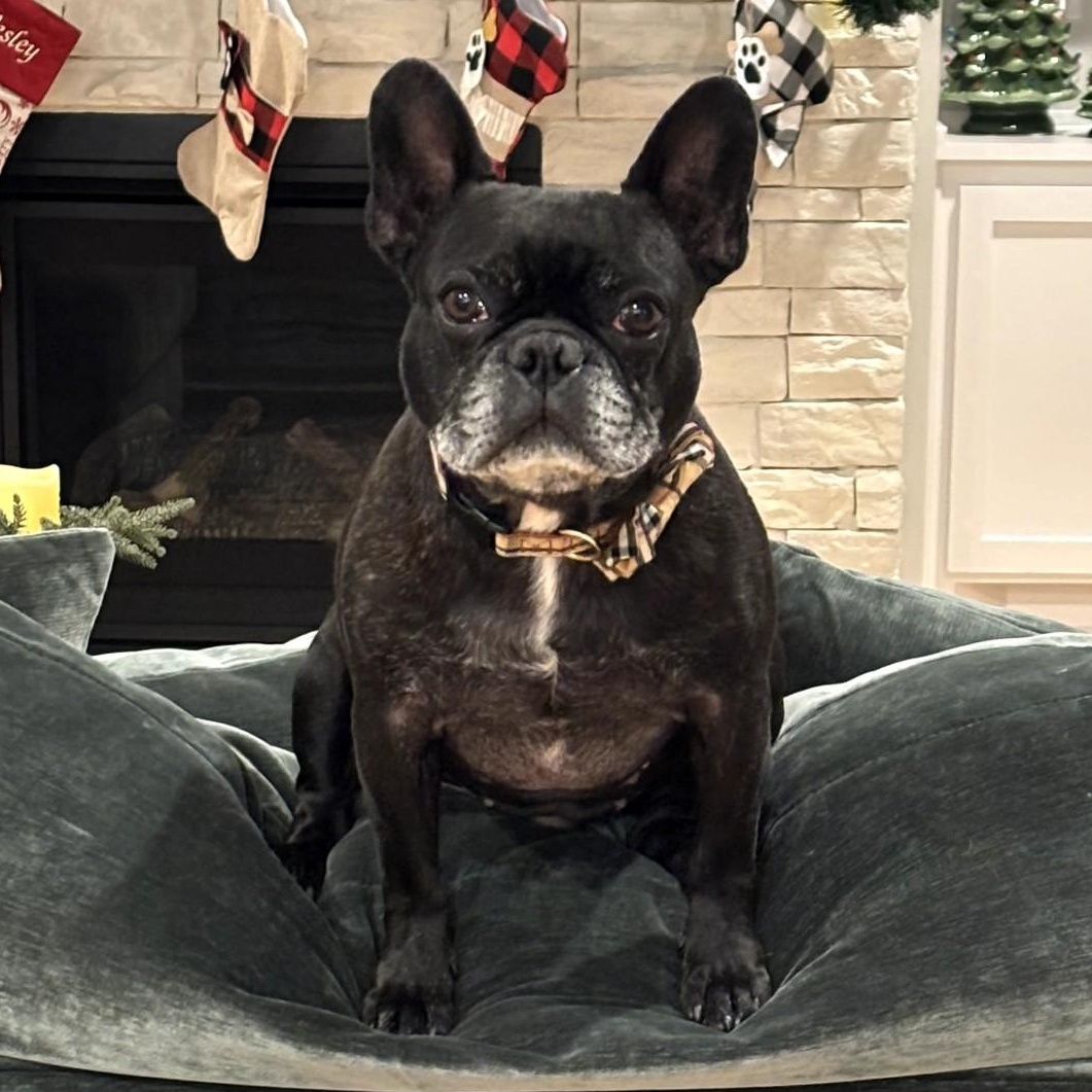 Enlarge Meelo, an adopted French Bulldog in Blue Springs, MO image 2/2