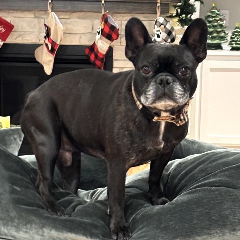 Meelo, ADOPTABLE, Adult Male French Bulldog.