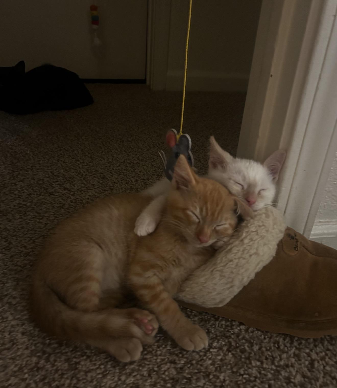 Squash, Adoptable, Kitten Male Domestic Short Hair.