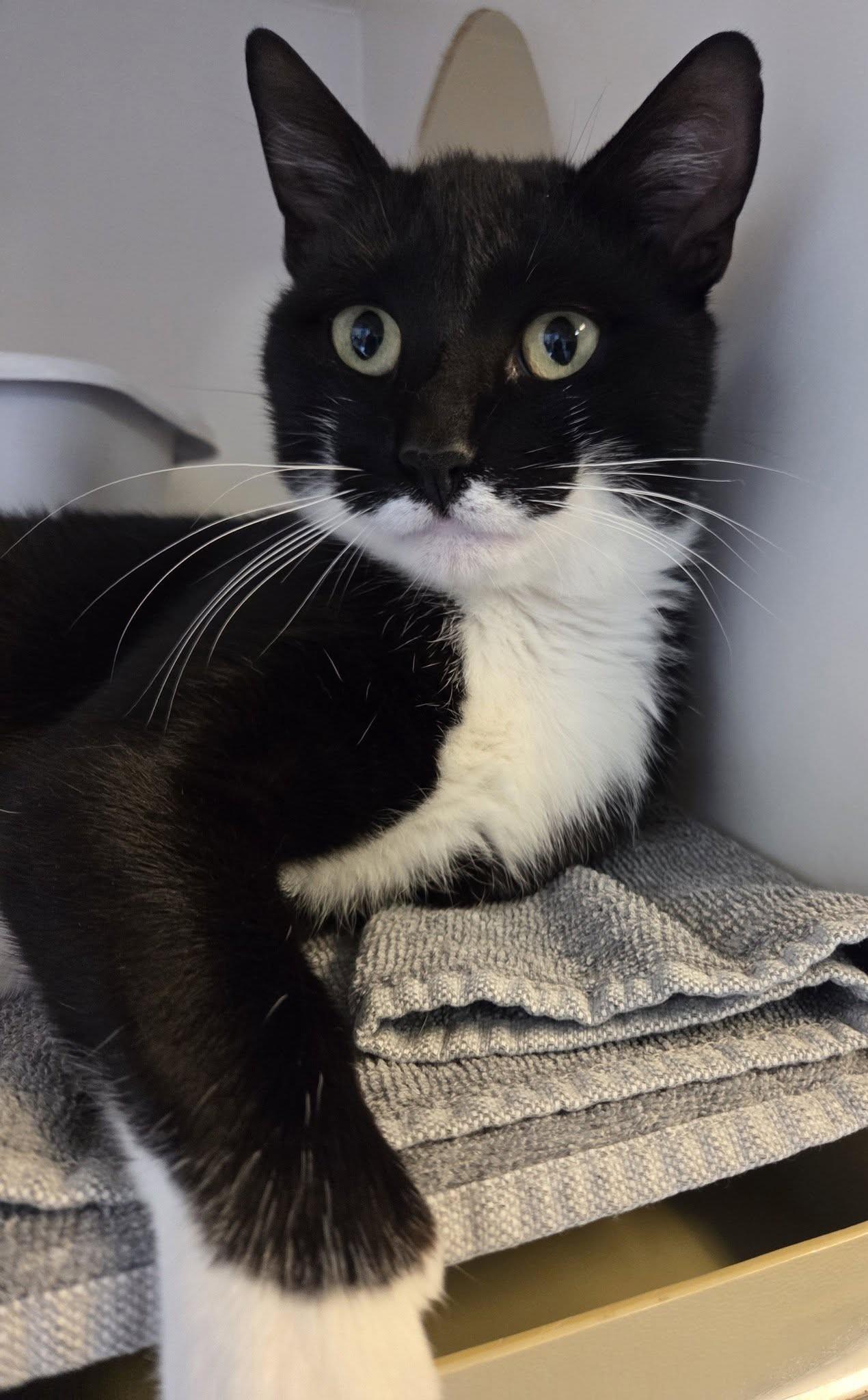Enlarge Boots, a ADOPTABLE Tuxedo in Ocean City, NJ image 1/1