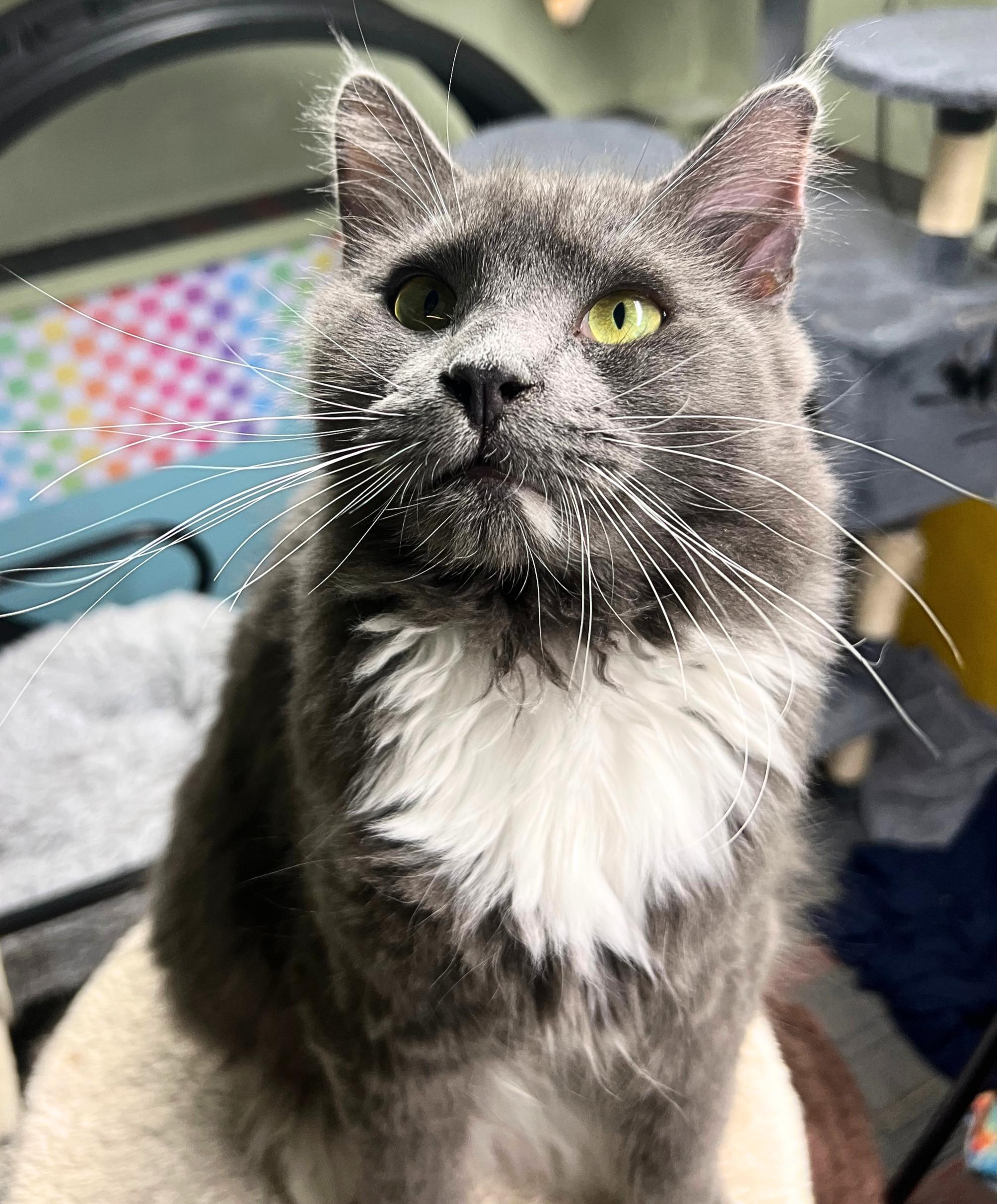 Enlarge Meet Muppet the tender & gentle teddy bear, a Adoptable mixed breed in The Dalles, OR image 1/1