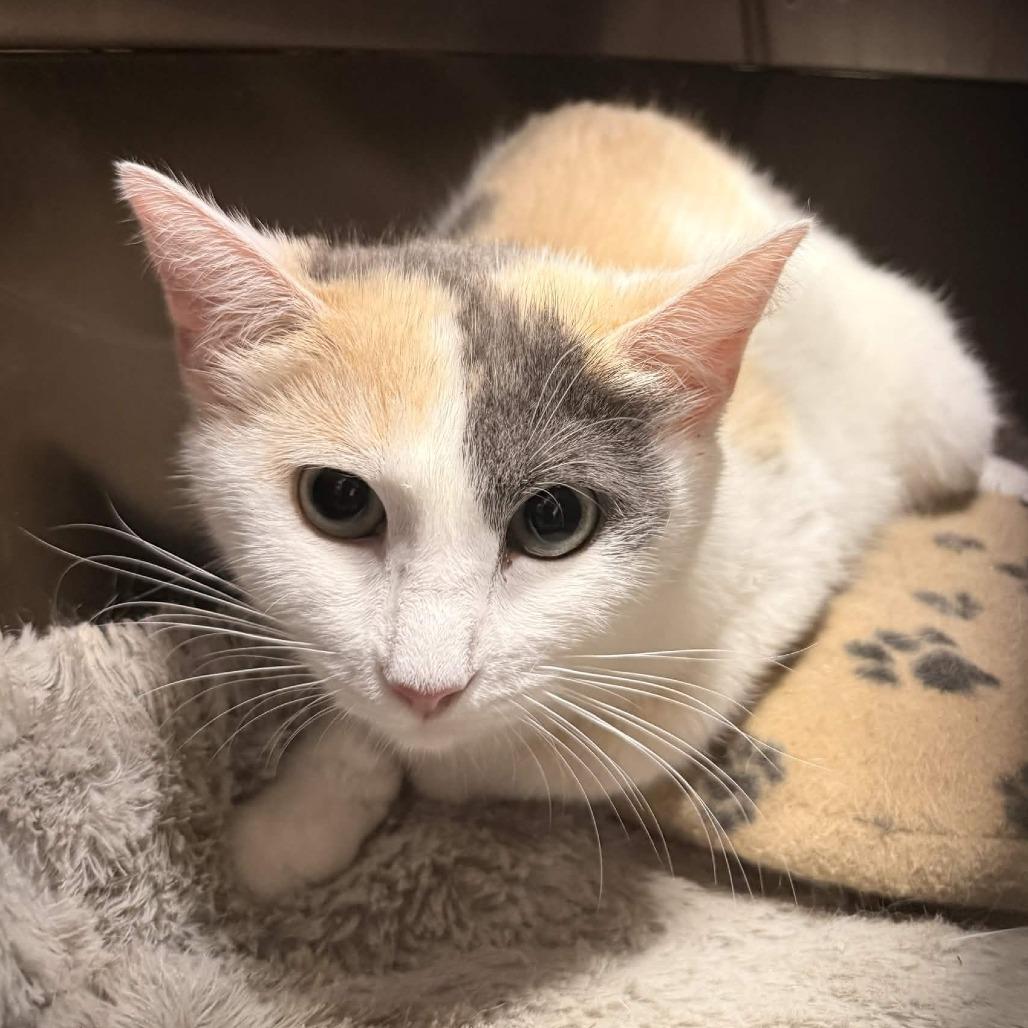 Rice Krispie, Adoptable, Adult Female Domestic Short Hair.