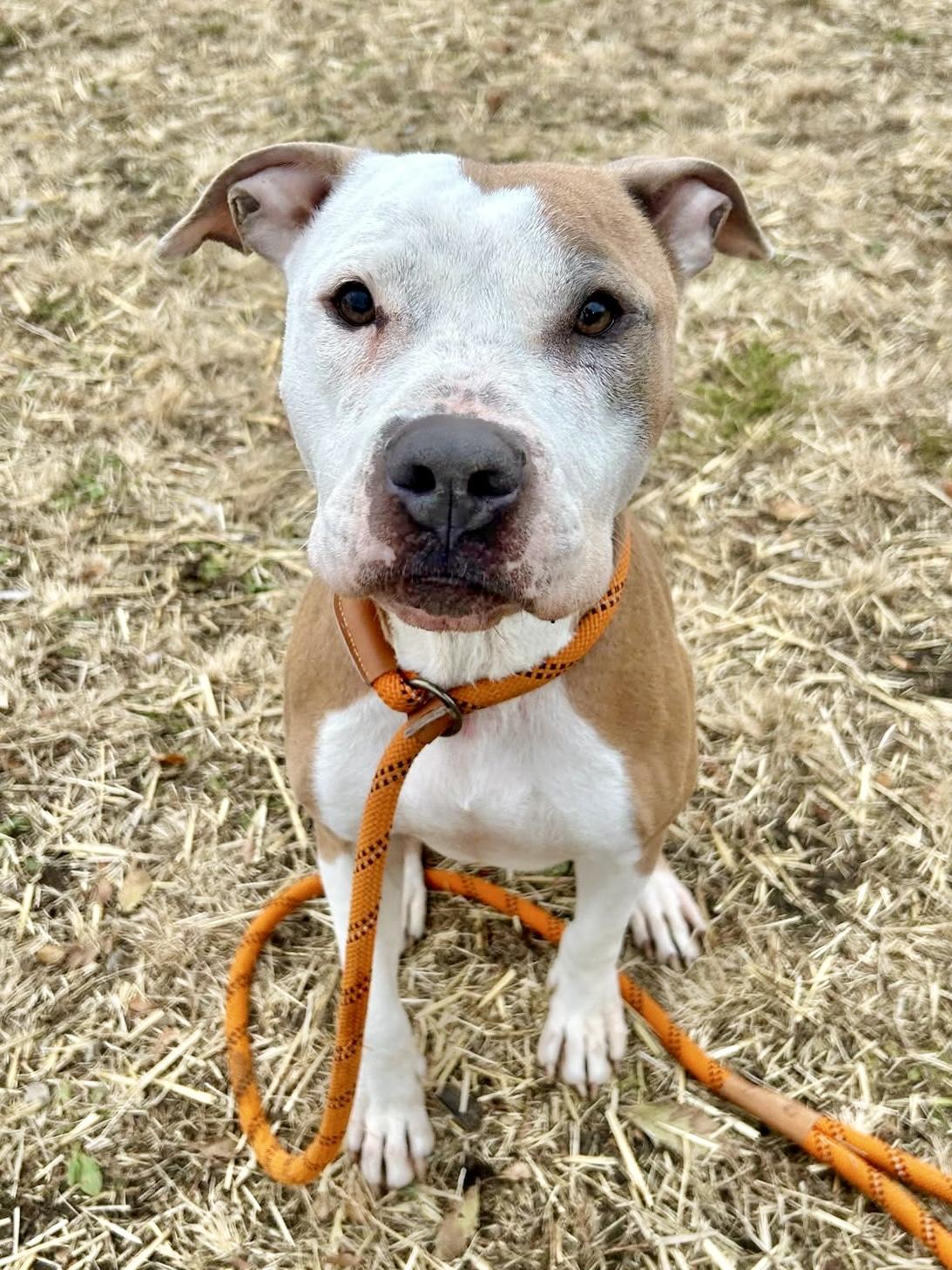 Serendipity, a ADOPTABLE Pit Bull Terrier in Chicago, IL image 1/4