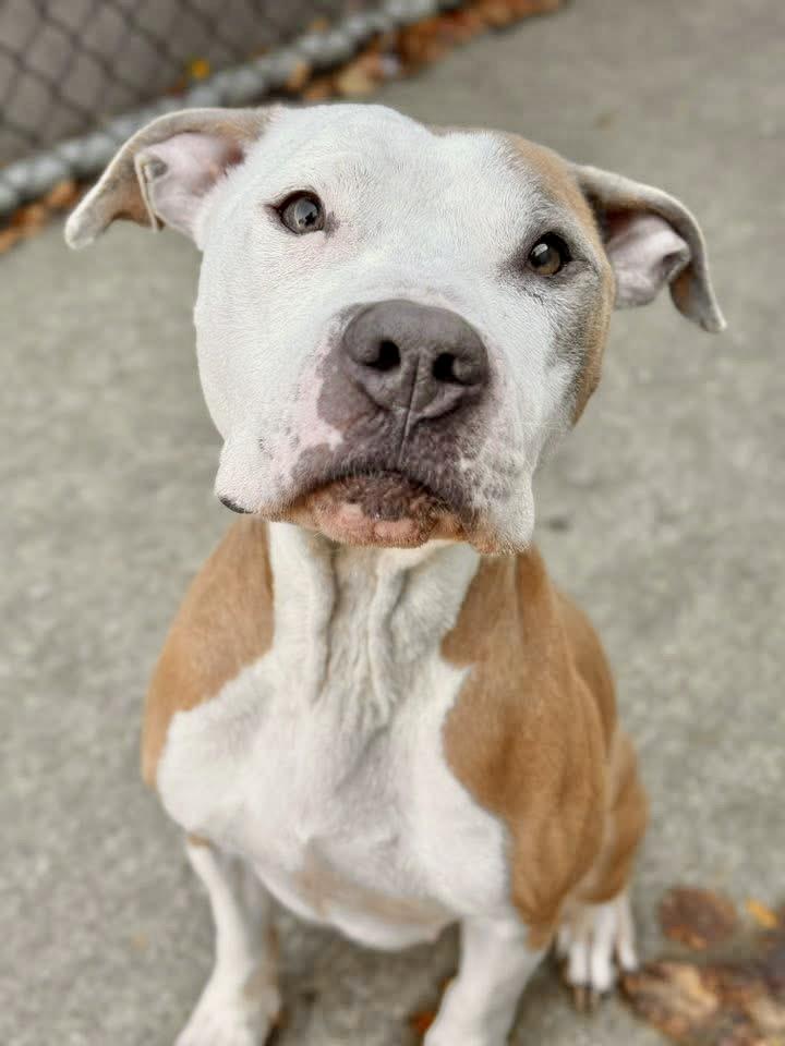 Serendipity, ADOPTABLE, Adult Female Pit Bull Terrier.