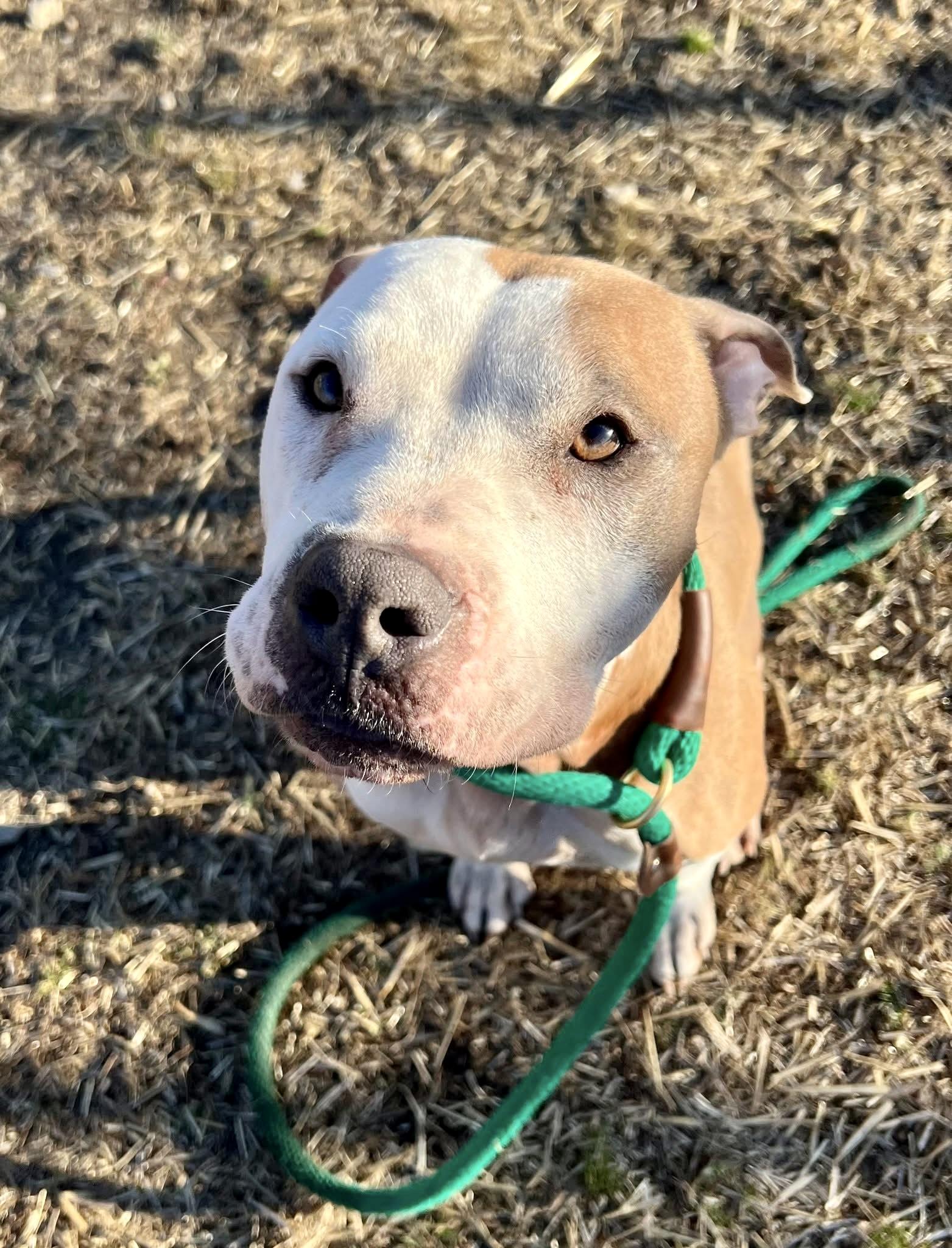 Serendipity, a ADOPTABLE Pit Bull Terrier in Chicago, IL image 3/4