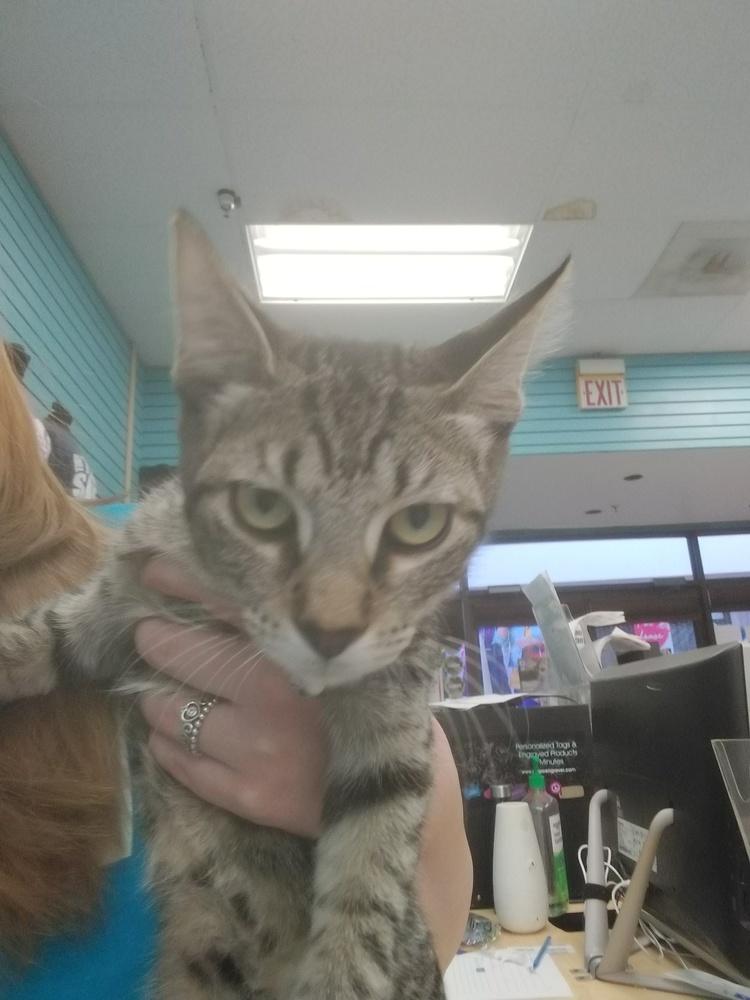 Enlarge Rajah, a Adopted Domestic Short Hair in San Angelo, TX image 1/1