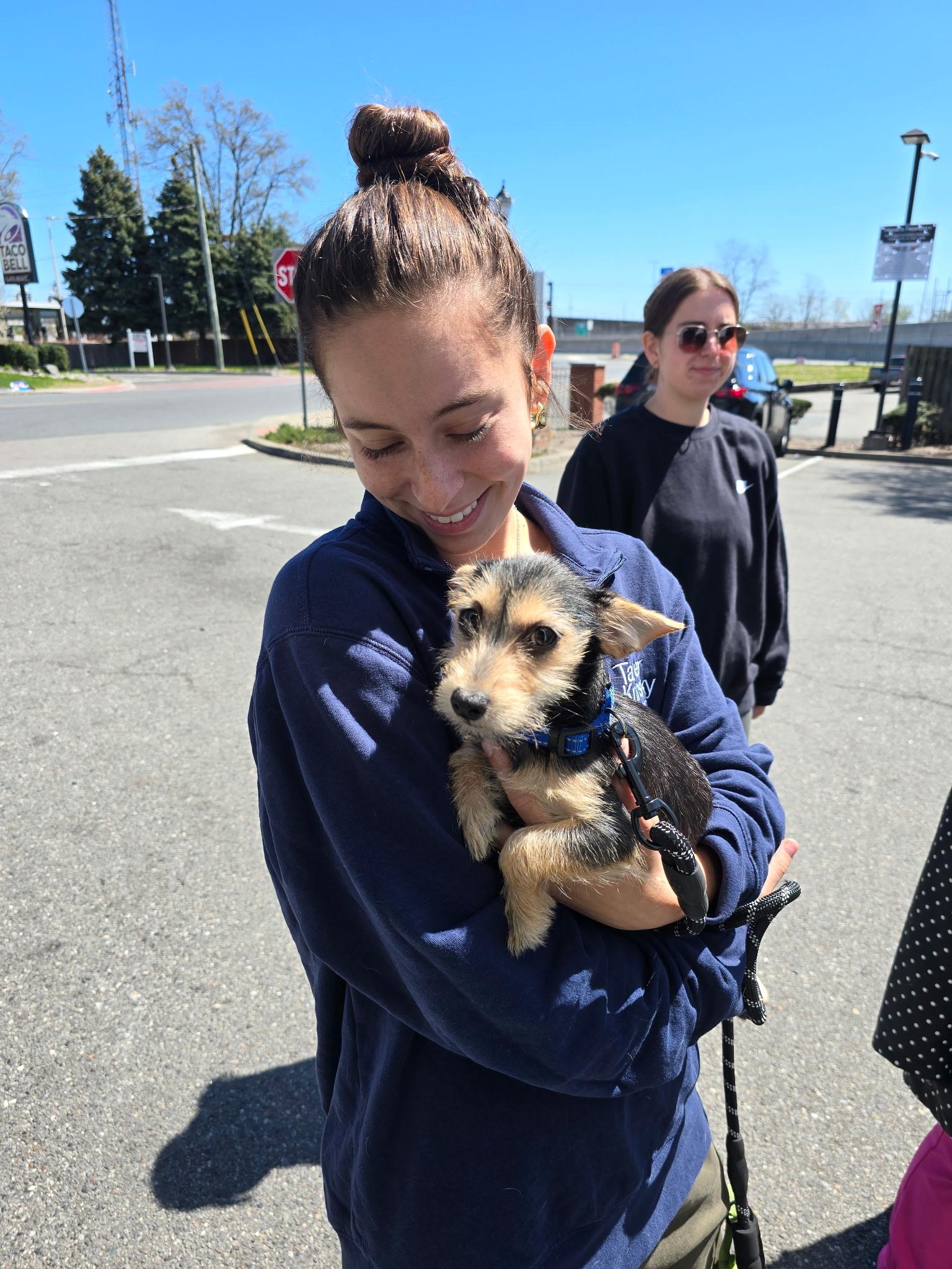 Enlarge Junior, a Adoptable mixed breed in Sutton, MA image 3/6