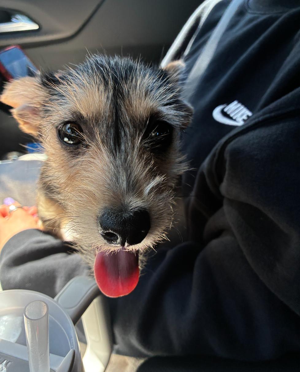 Enlarge Junior, a Adoptable mixed breed in Sutton, MA image 4/6