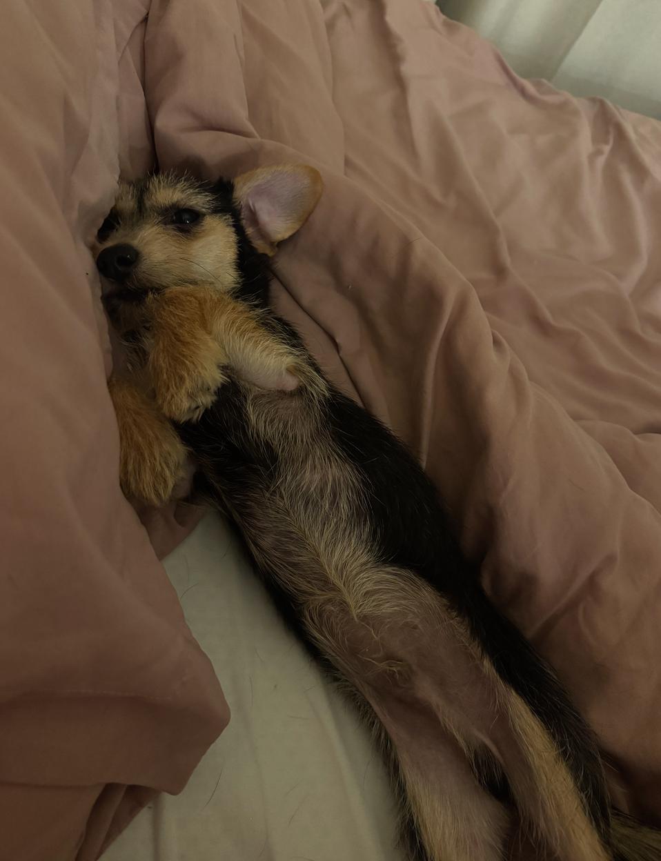 Enlarge Junior, a Adoptable mixed breed in Sutton, MA image 6/6