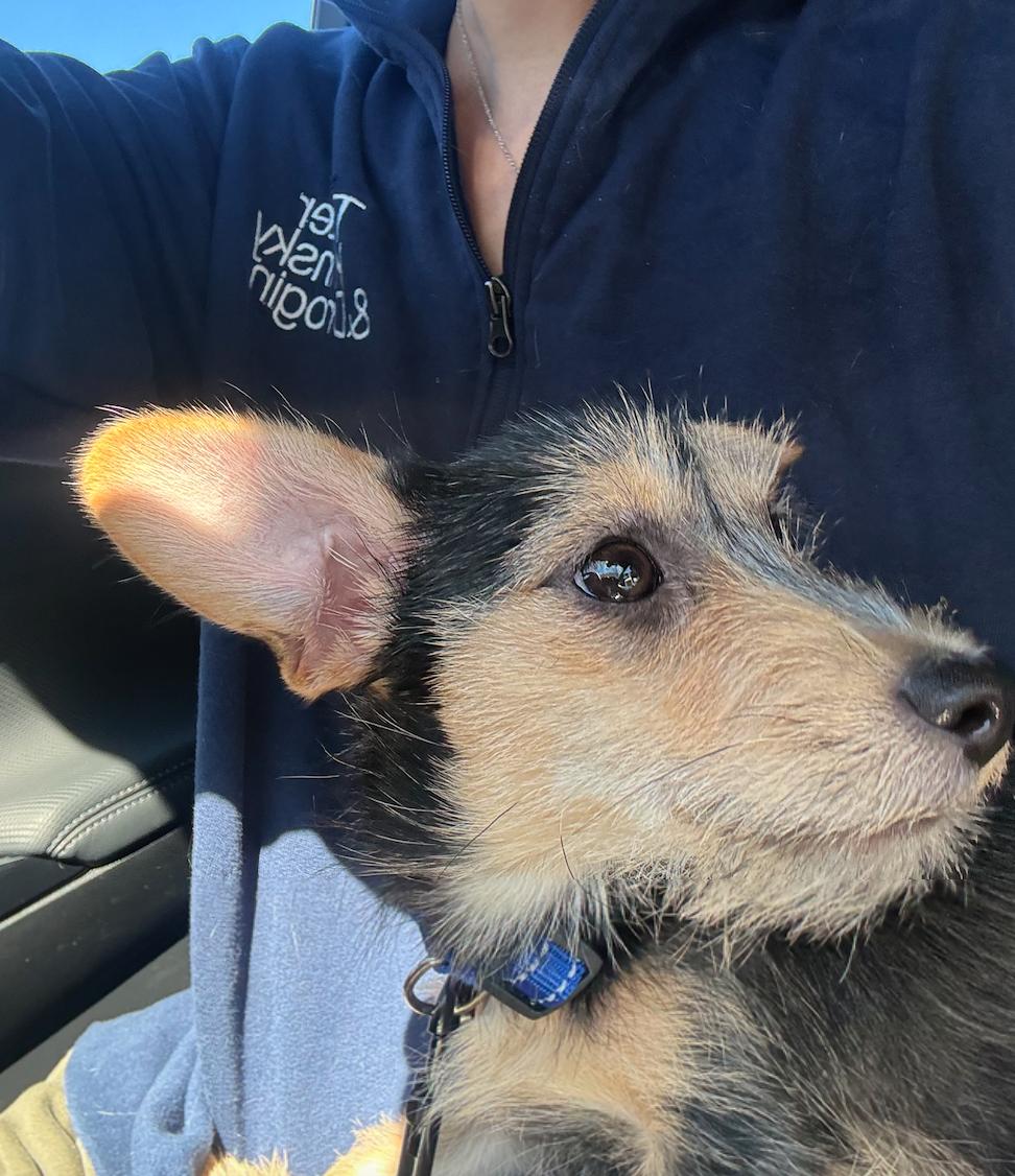 Enlarge Junior, a Adoptable mixed breed in Sutton, MA image 5/6