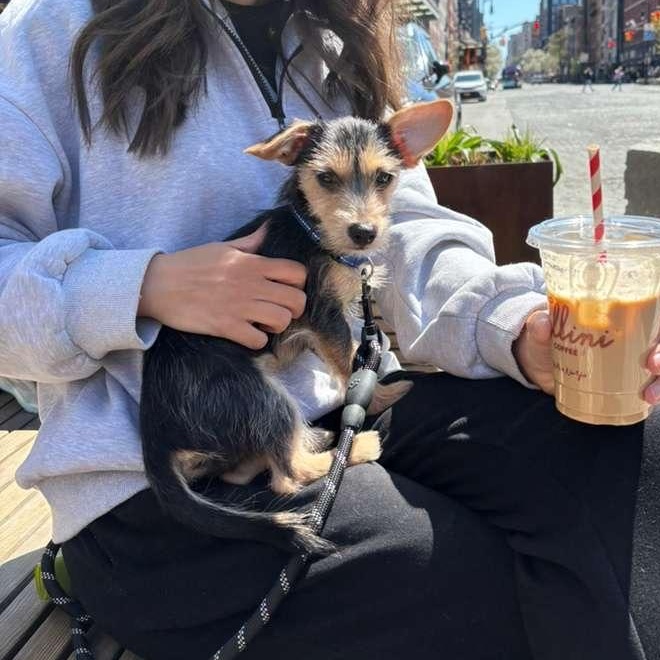 Enlarge Junior, a Adoptable mixed breed in Sutton, MA image 1/6