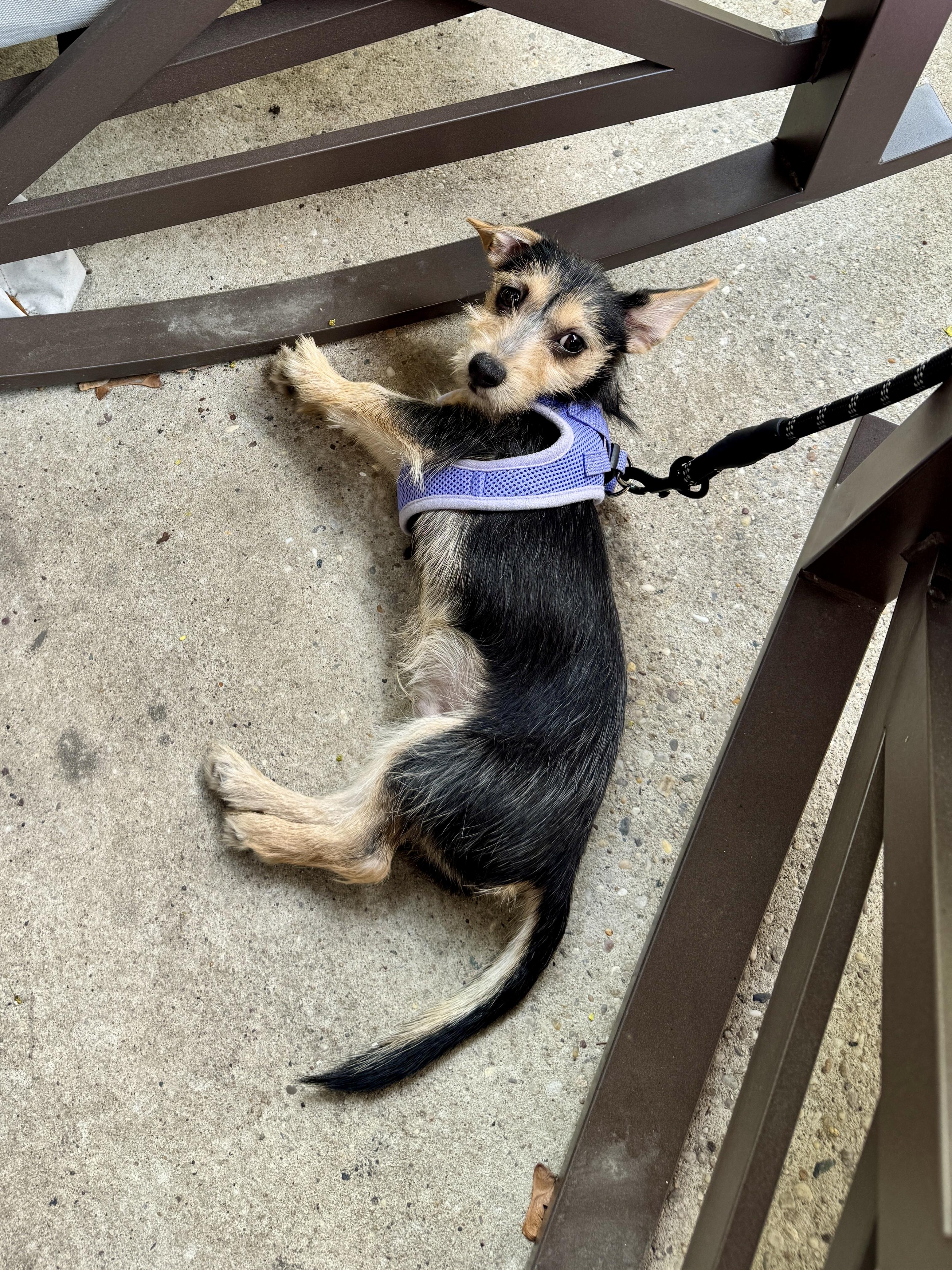 Enlarge Junior, a Adoptable mixed breed in Sutton, MA image 2/6