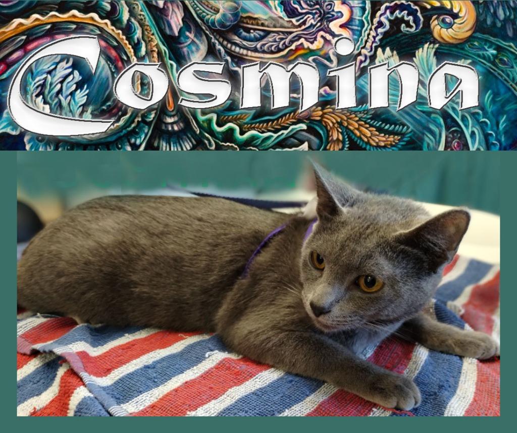 Cosmina, Adopted, Adult Female Domestic Short Hair.